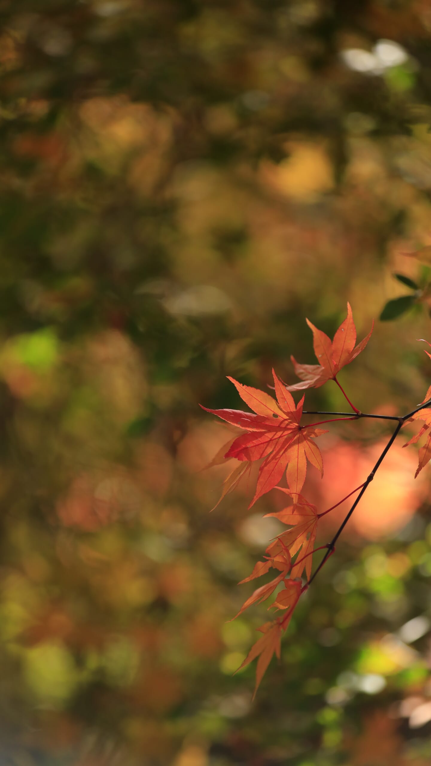 奥日光の龍頭の滝で、上流から下流へ向かう途中に見つけた、色鮮やかに紅葉した美しいモミジの葉