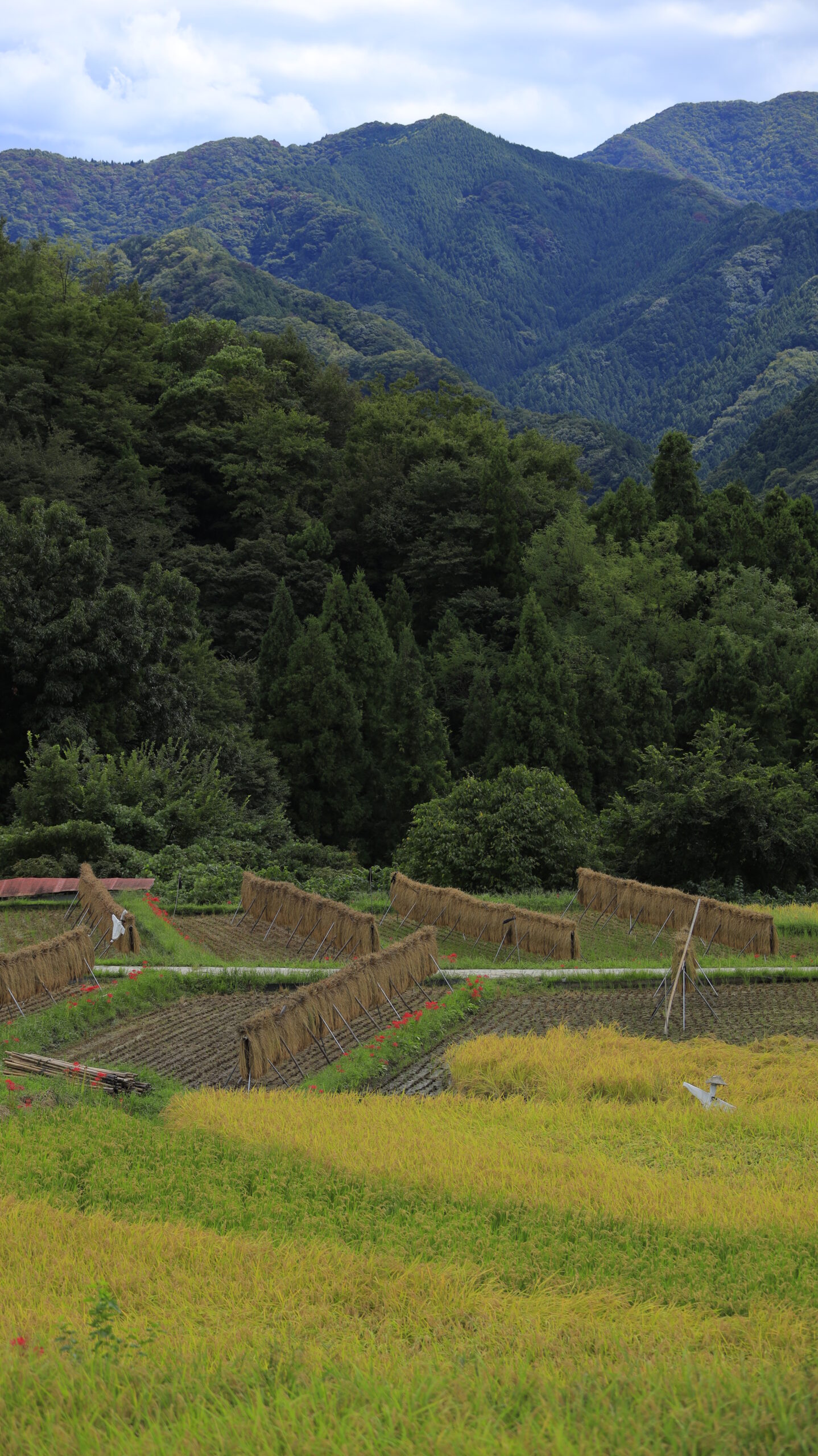 寺坂棚田で、棚田全体の広がりと各地に咲く彼岸花を収めた写真。スケール感と季節の花々が調和する景観。