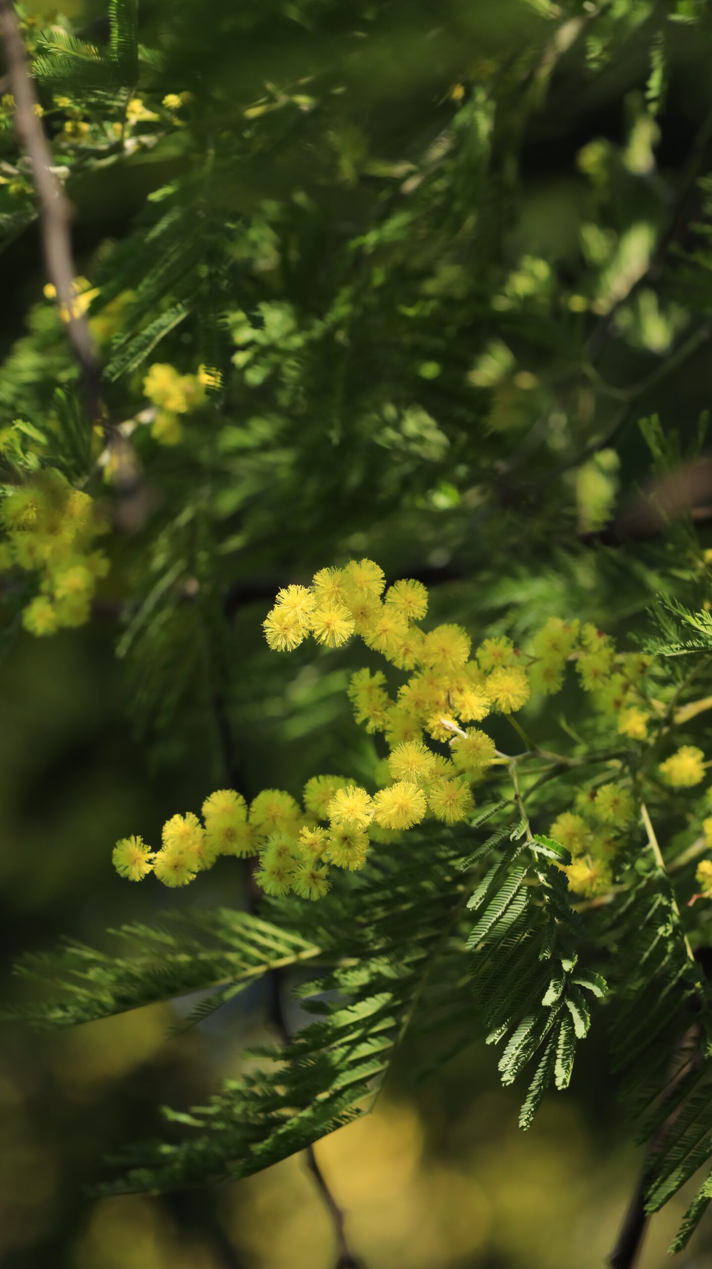 入船公園で、形の良いミモザの花をアップで、ふさふさ感を意識して撮影。質感描写を重視。