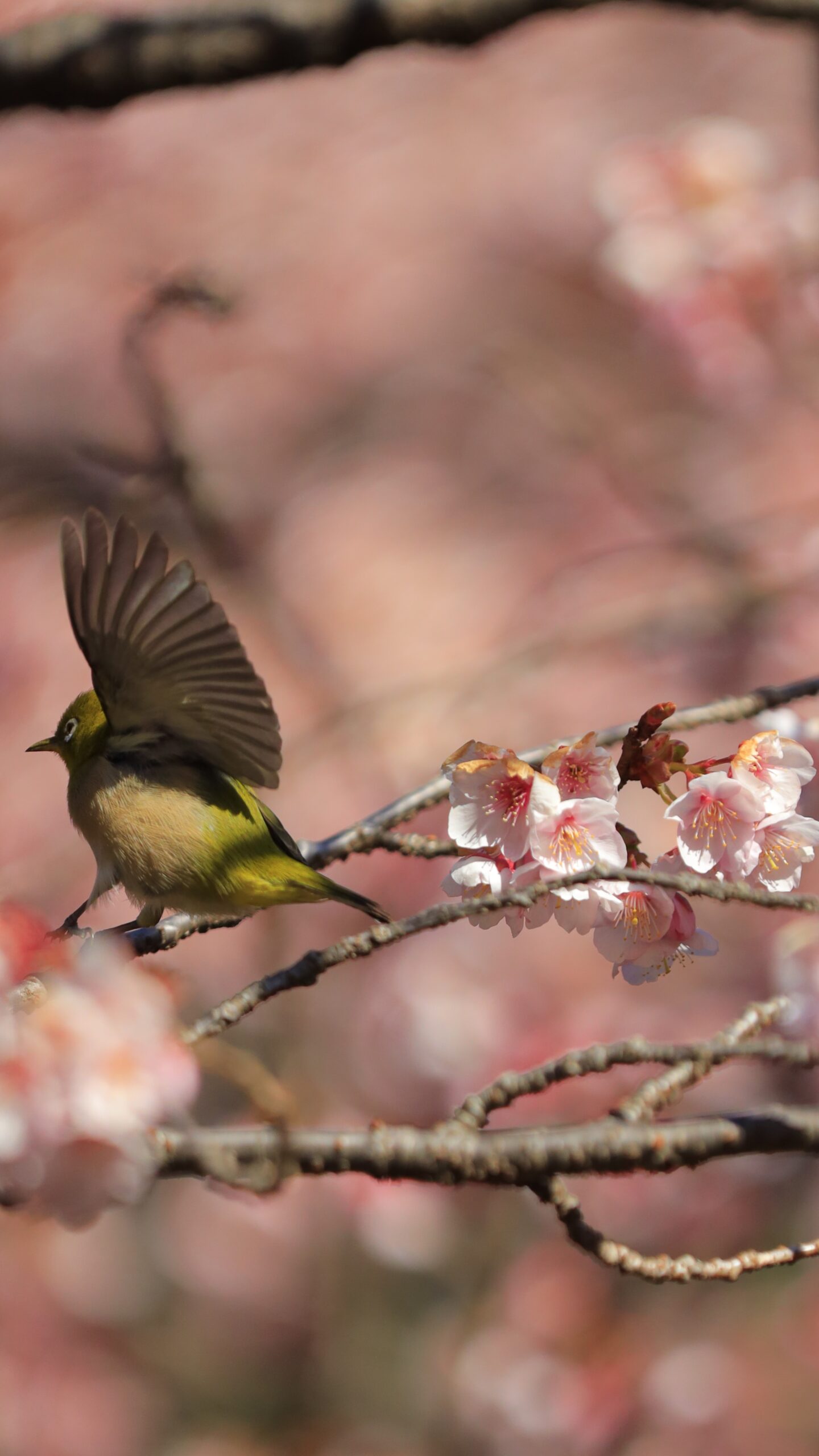 新宿御苑で、メジロが羽を大きく広げ今にも飛び立ちそうな瞬間を撮影した写真です。