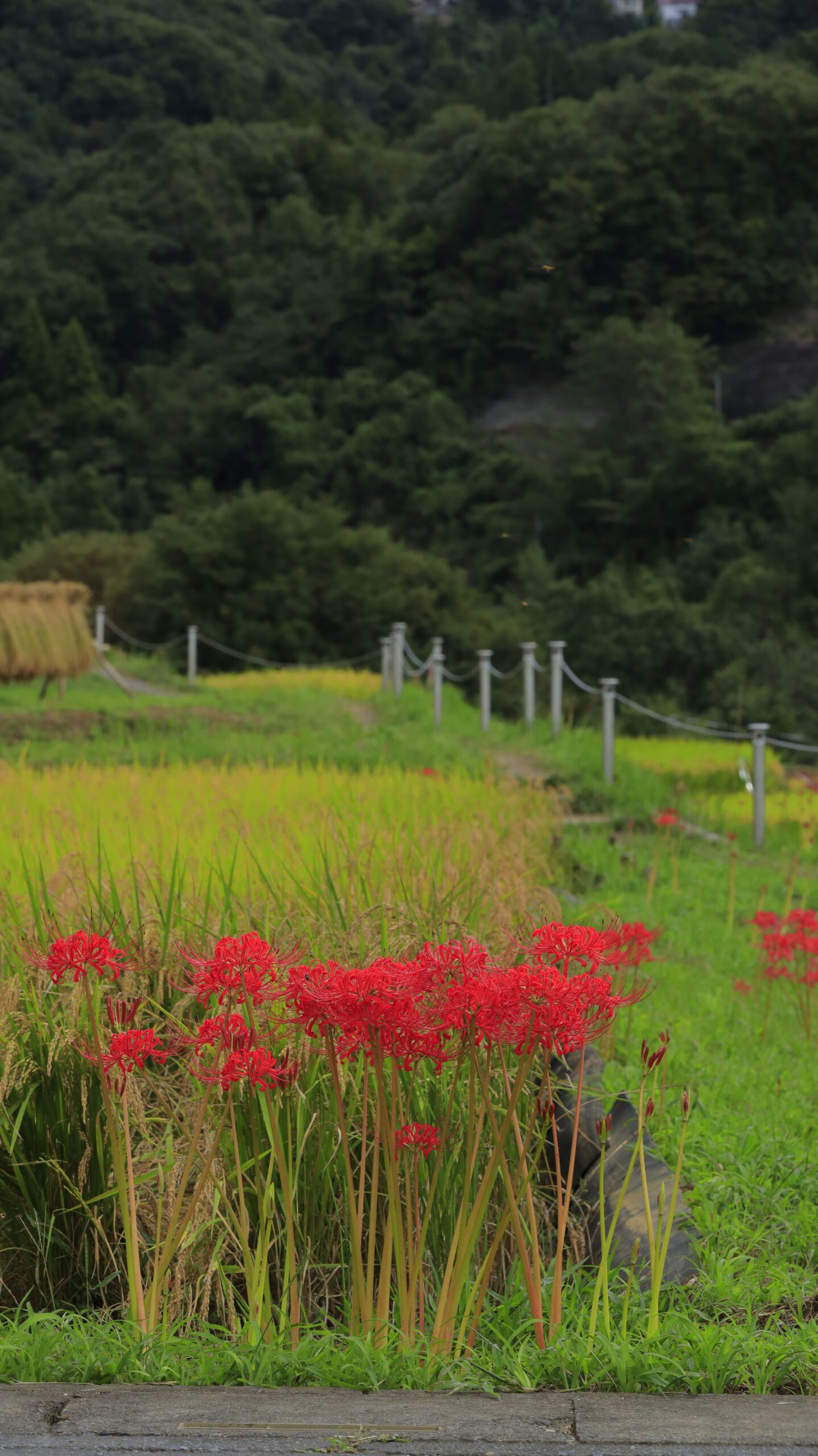 寺坂棚田で、地面に近い低い位置から、手前の彼岸花と奥に広がる田んぼを撮影した写真。迫力ある構図と奥行き感が印象的。
