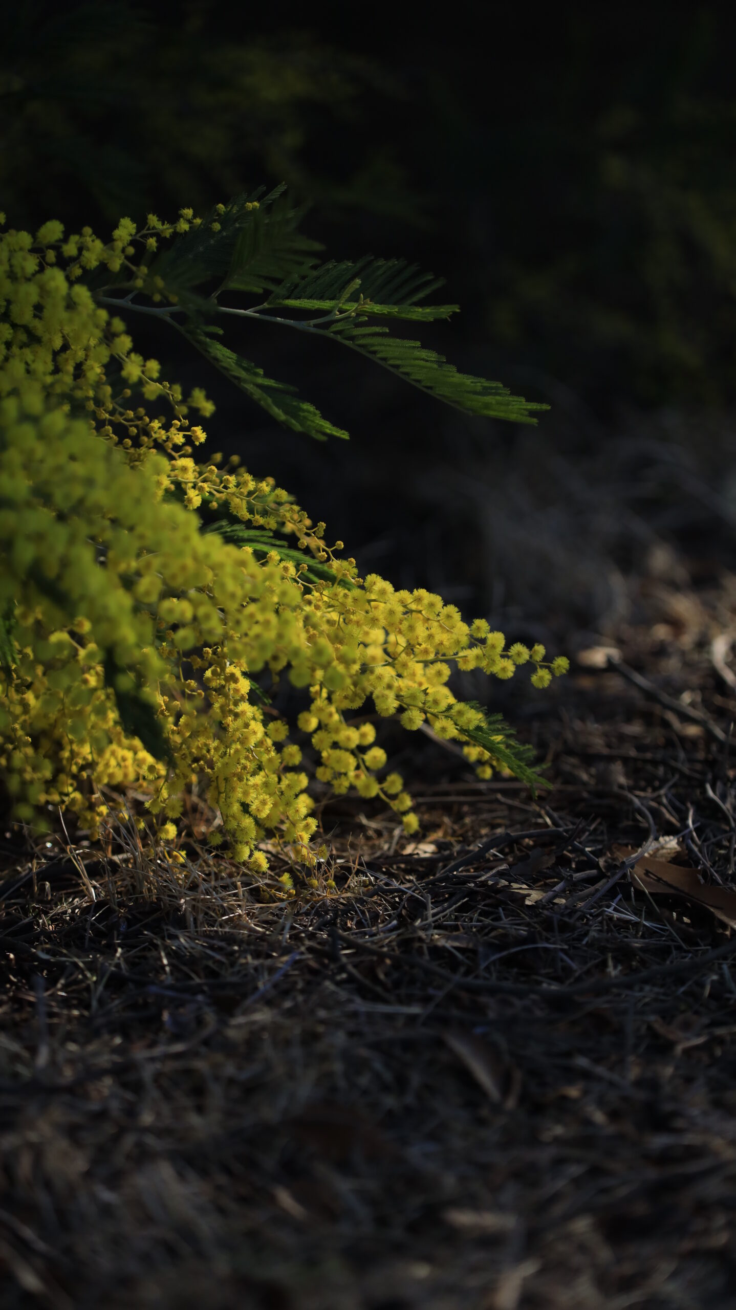 入船公園で、地面すれすれに咲くミモザの花を、地面の質感も含めて撮影。視点を低くして臨場感を表現。