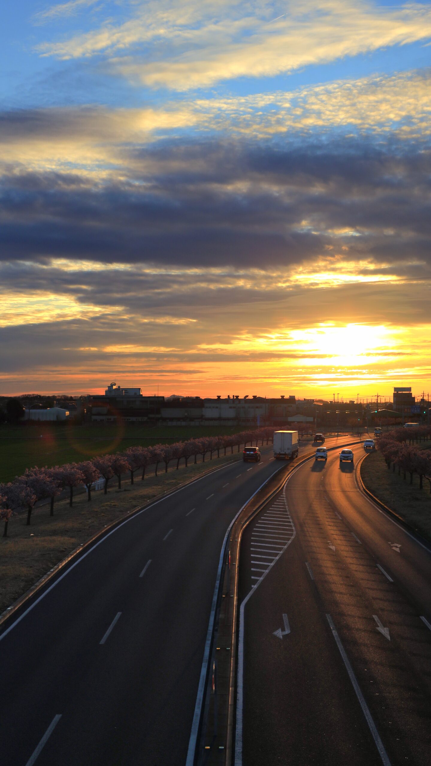 玉村町の河津桜並木で、夜明け直後の国道354号線沿いに咲く葉桜になりかけた桜並木を撮影した早朝の景色。