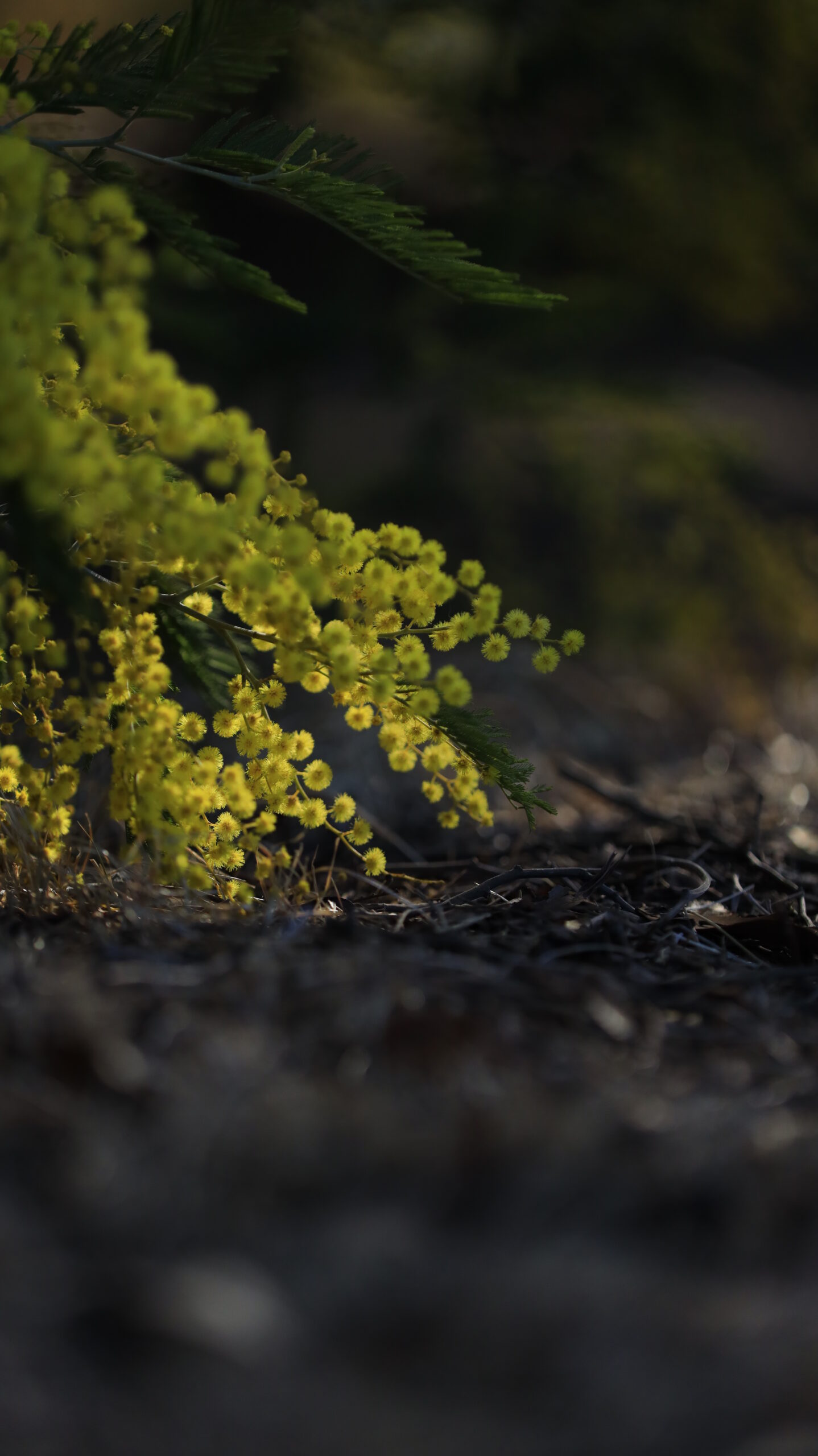 入船公園で、地面につきそうなミモザの花にかすかに当たる光を意識して撮影。繊細な光を捉えた一枚。