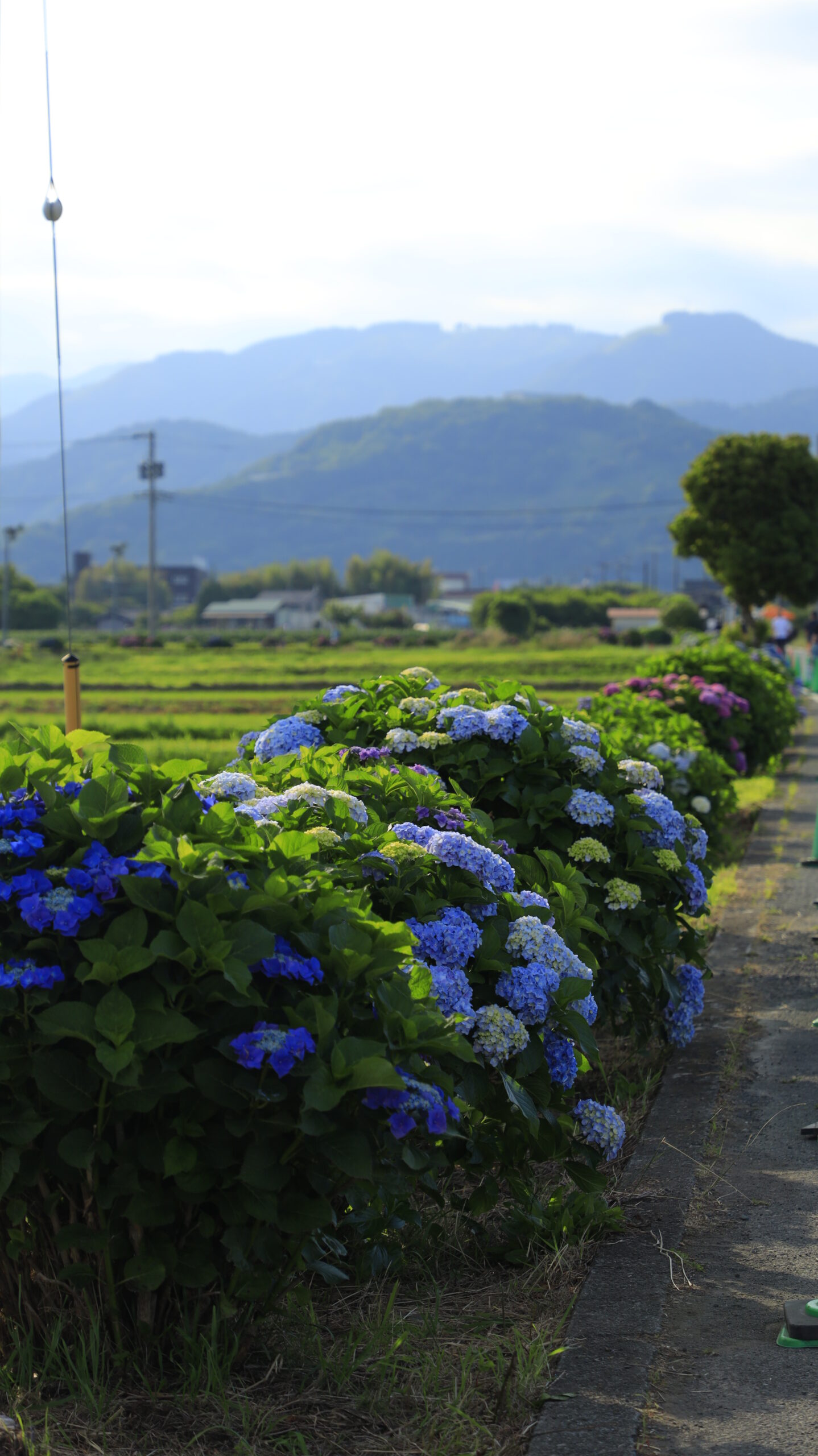 開成あじさいの里の田んぼ側道に咲く紫陽花