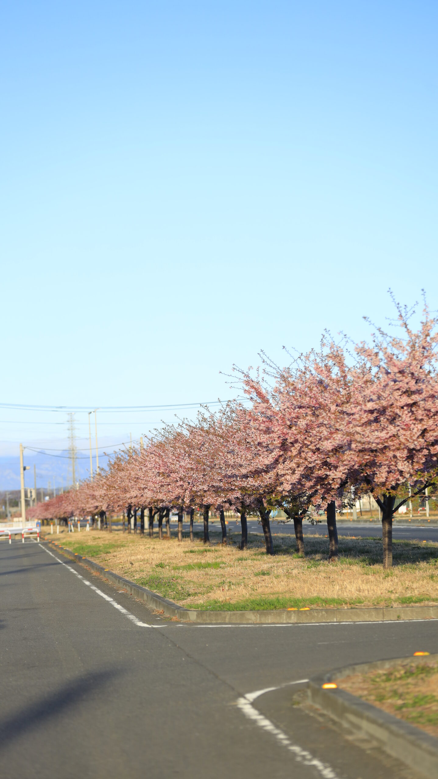 玉村町の河津桜並木で、側道から葉桜になりかけた桜並木と青空の広がりを撮影した春の風景。