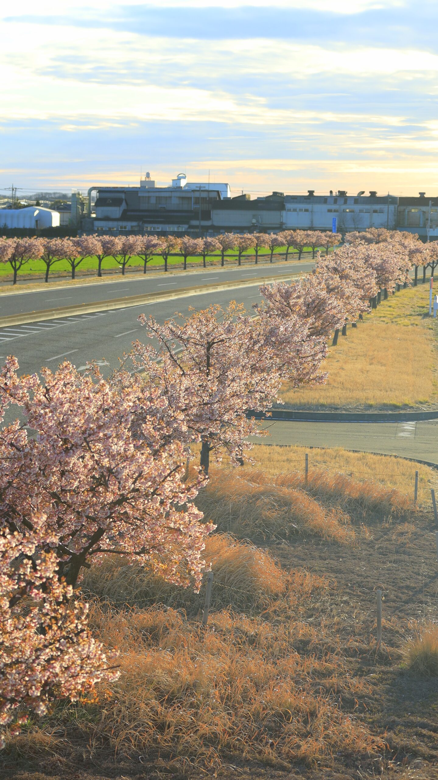 玉村町の河津桜並木で、逆光を活かして奥まで続く葉桜の並木を表現した春の景色。