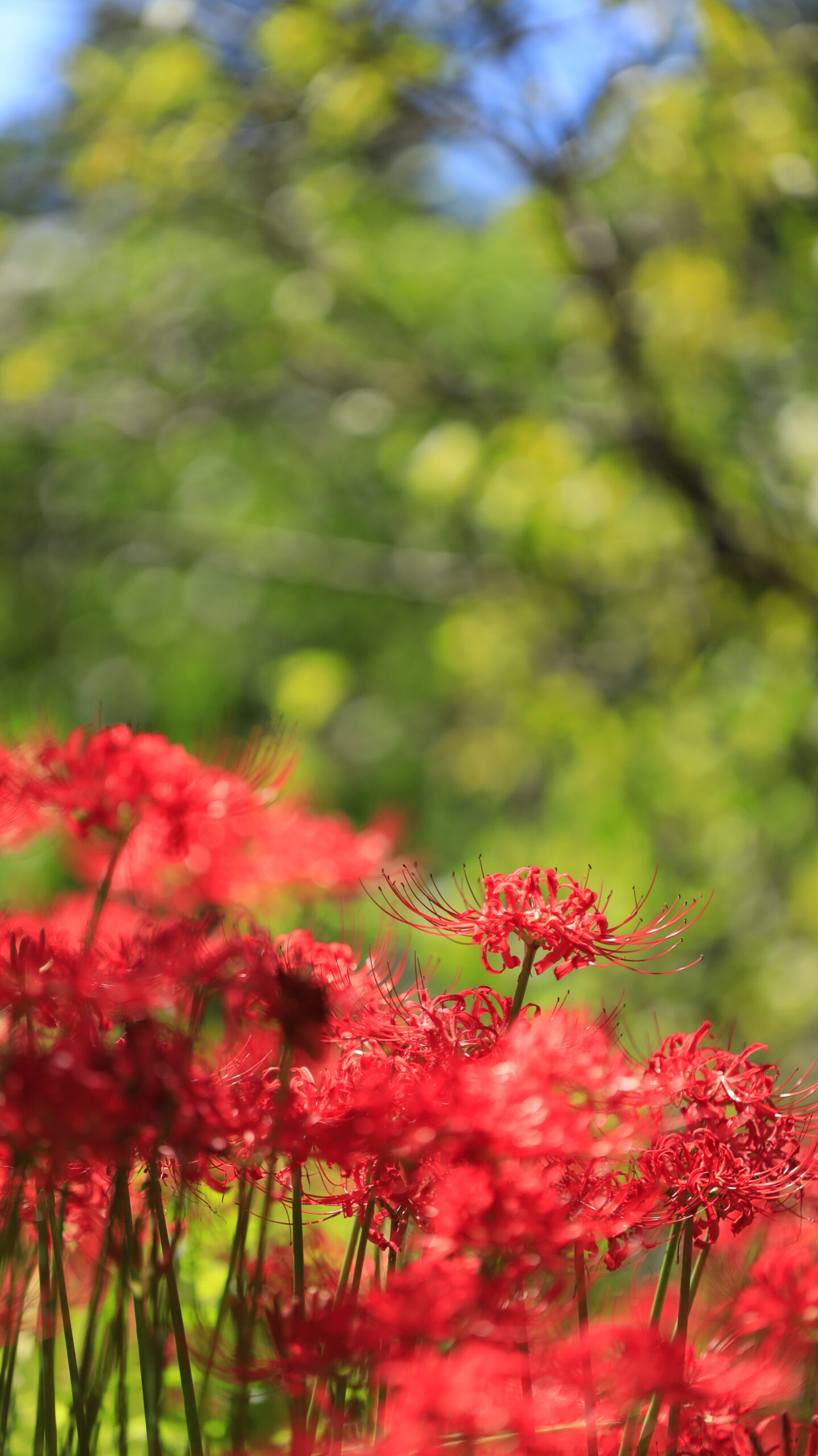 Red spider lilies blooming against a backdrop of green light at Yagihara Red Spider Lily Village