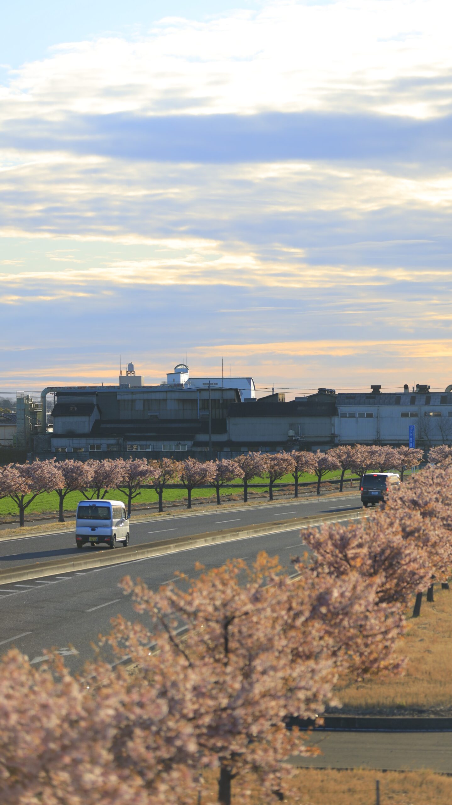 玉村町の河津桜並木で、早朝の国道を走る車と葉桜になりかけた桜並木を逆光で撮影した風景。