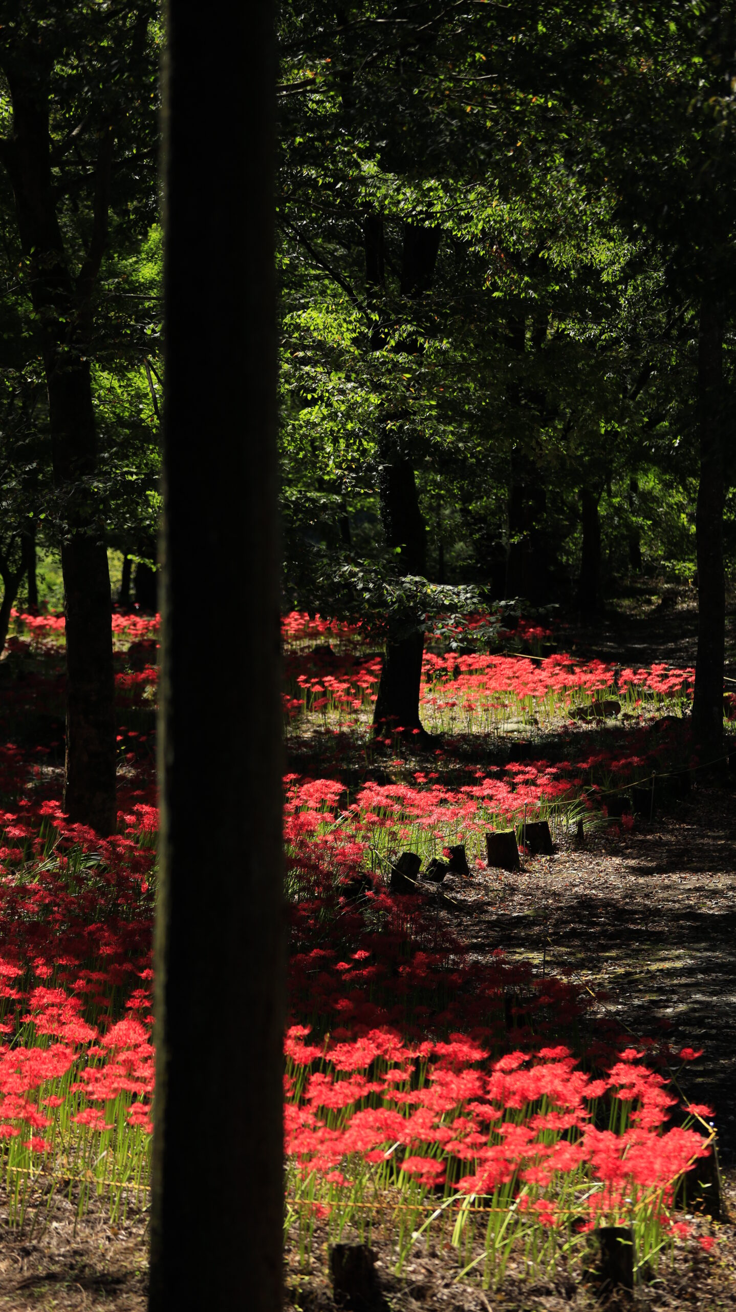 A vast expanse of red spider lilies stretching deep into the Yagihara Red Spider Lily Village