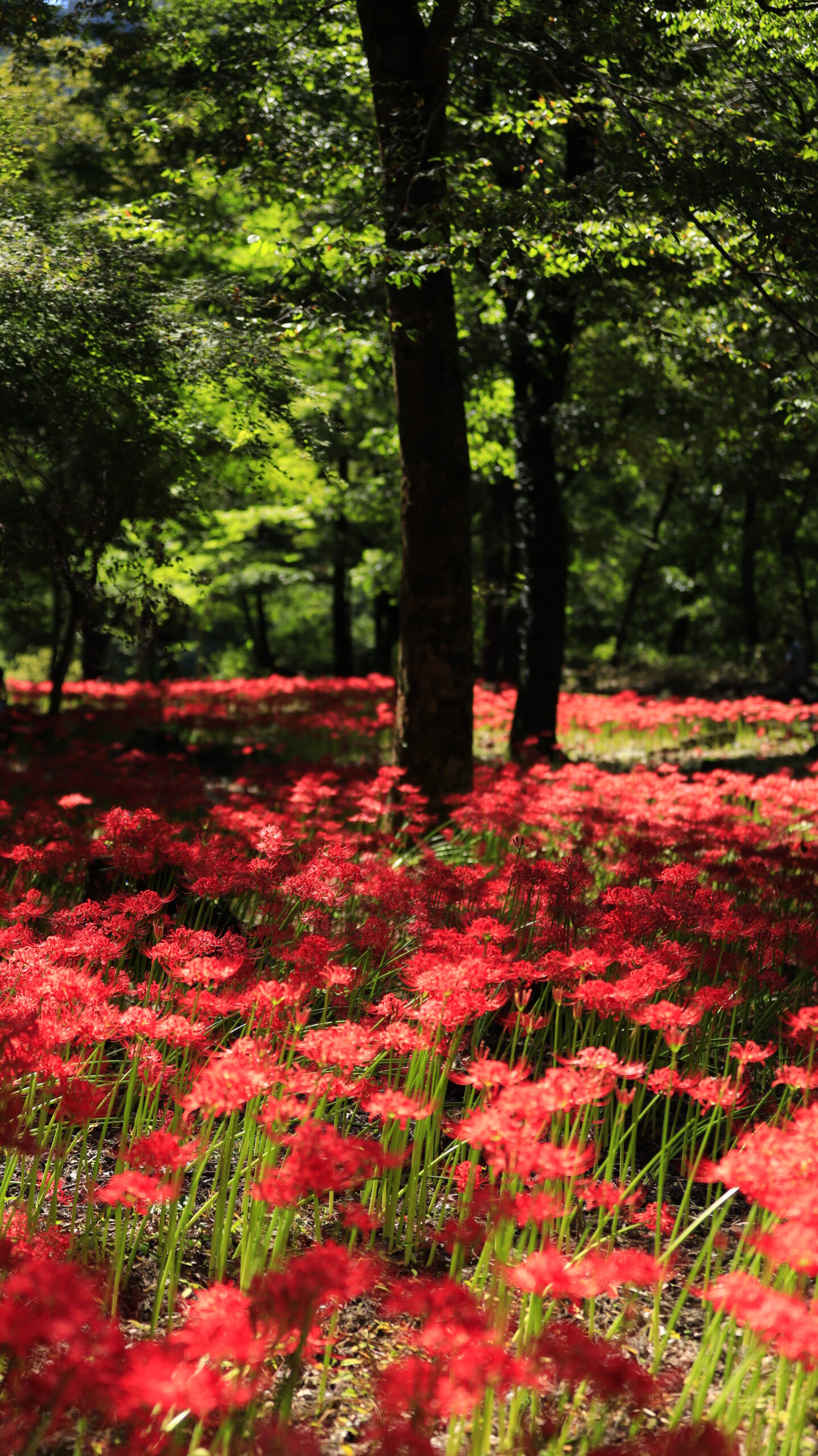A cluster of red spider lilies stretching from the foreground to the background at Yagihara Red Spider Lily Village