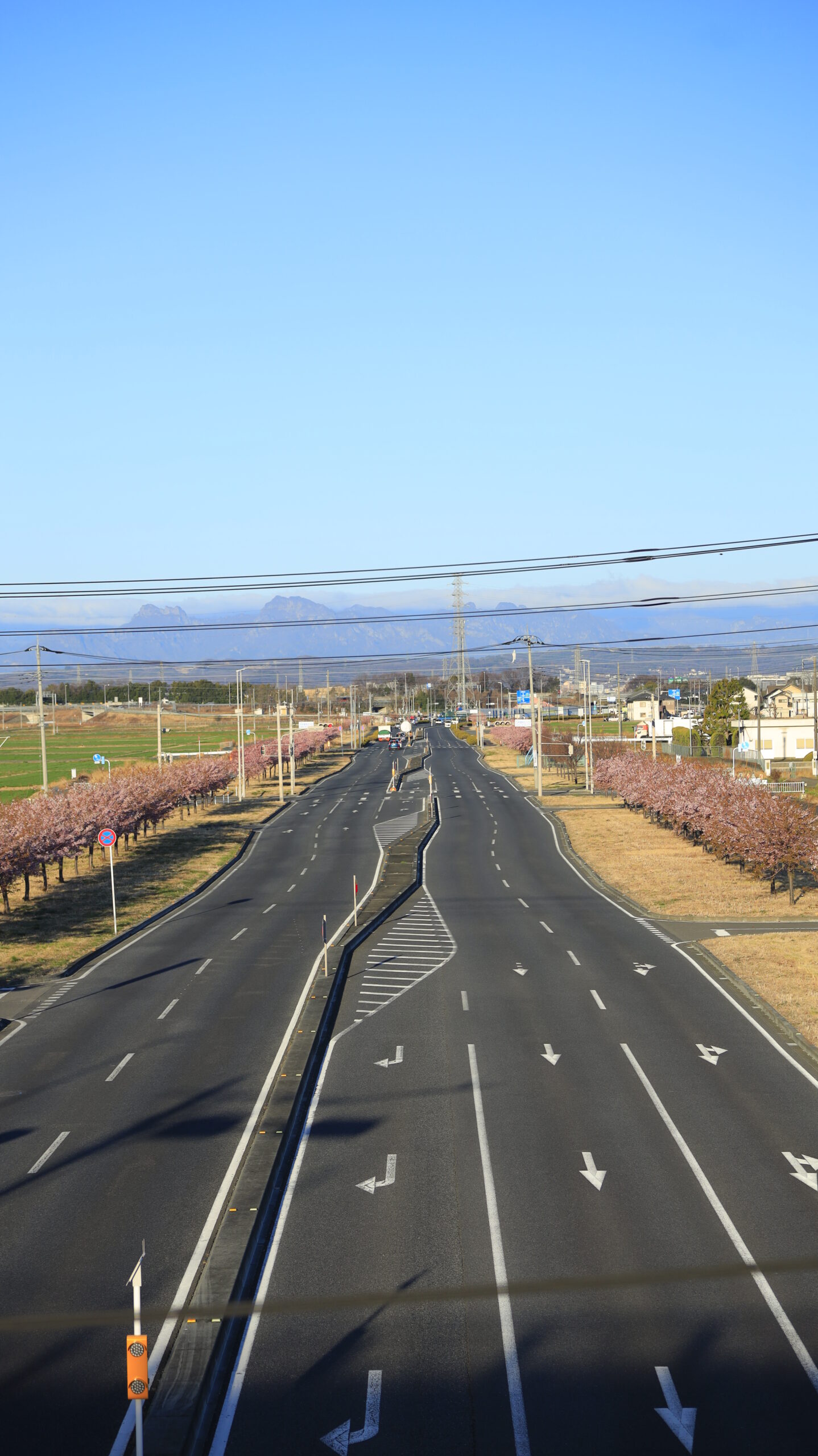 玉村町の河津桜並木で、歩道橋から国道354号線と葉桜になりかけた桜並木を順光で撮影した風景。