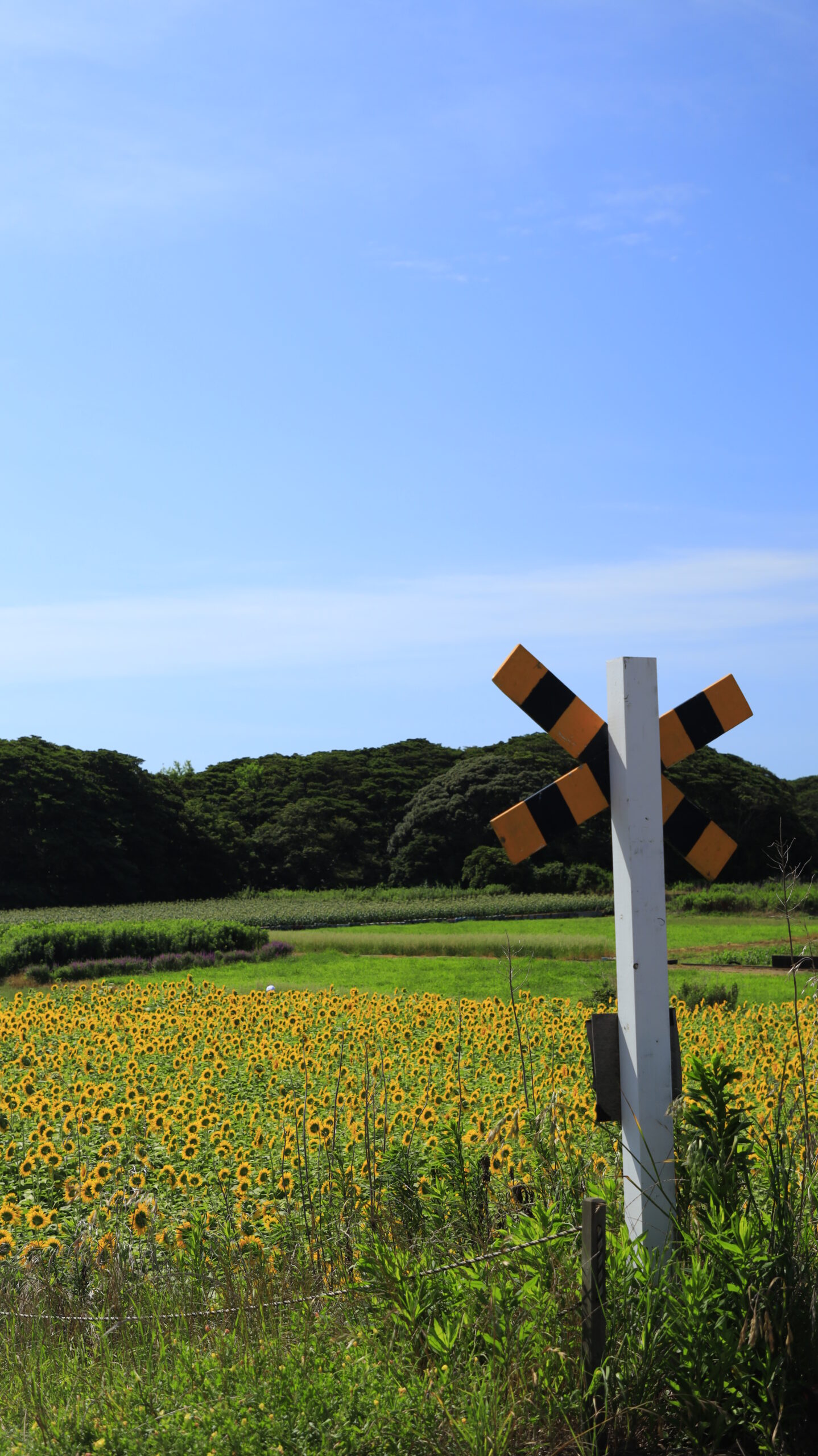 銚子のひまわり畑(木挽踏切付近)の踏切警標と奥に広がる向日葵畑