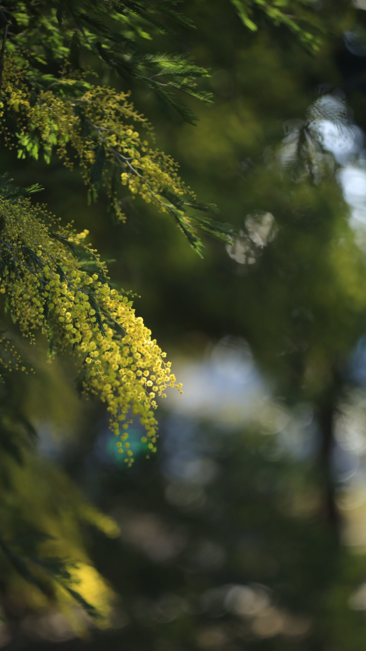 入船公園で、一房の綺麗なミモザの花に光が当たる様子を撮影。主役を明確にしたシンプルな表現。