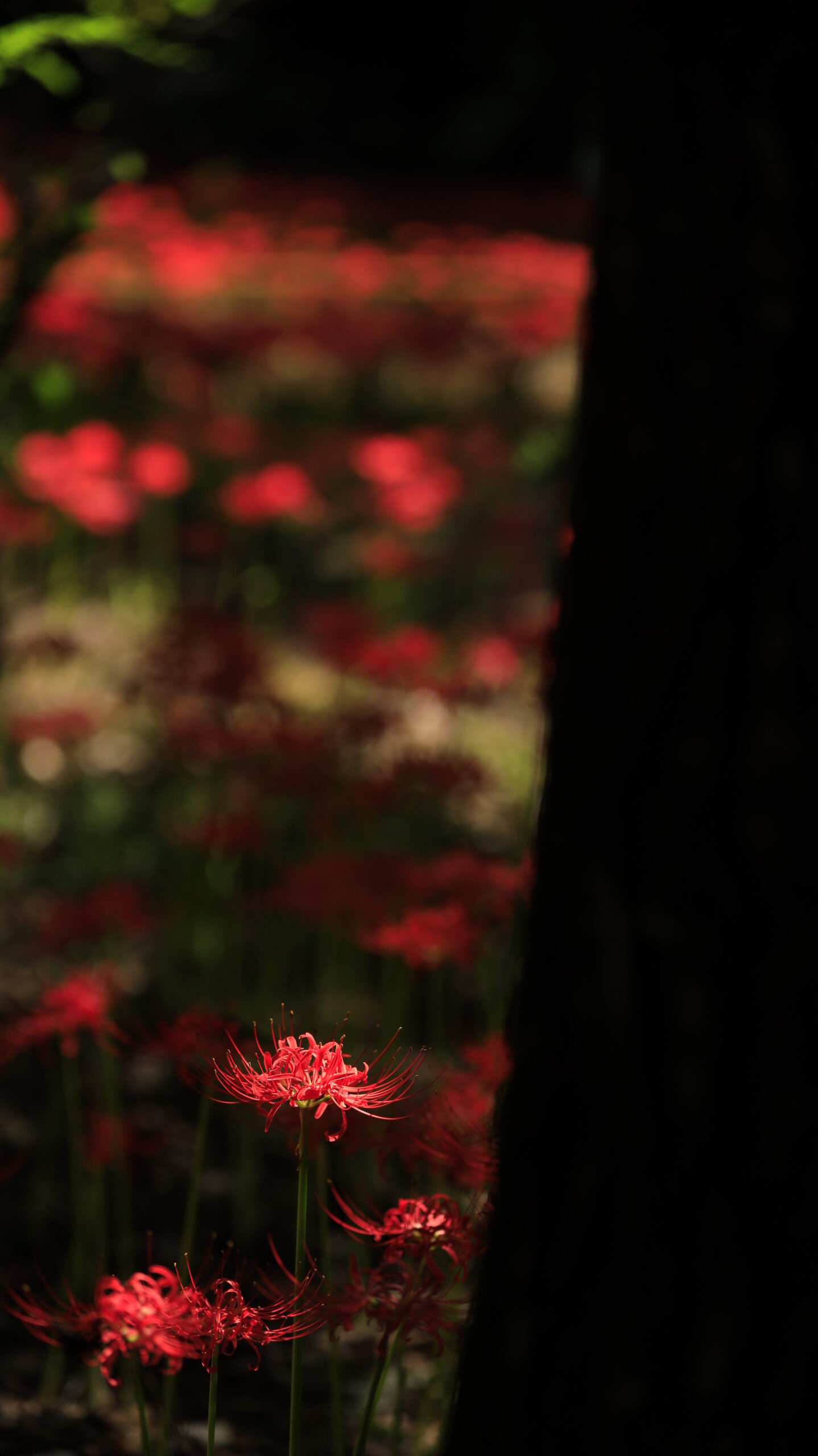 A single red spider lily glistening in the shade at Yagihara Red Spider Lily Village