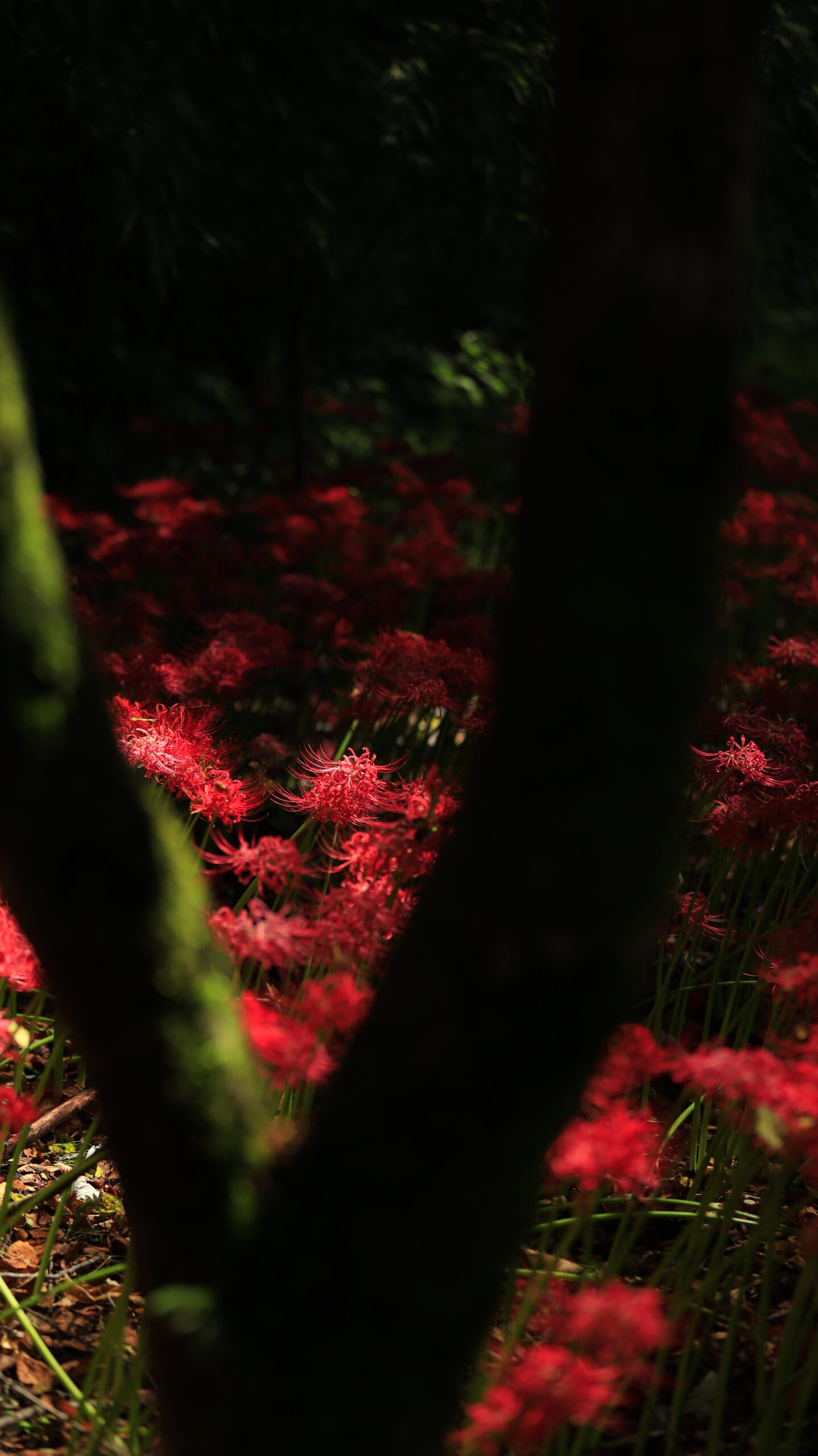 Red spider lilies visible through the trees at Yagihara Red Spider Lily Village