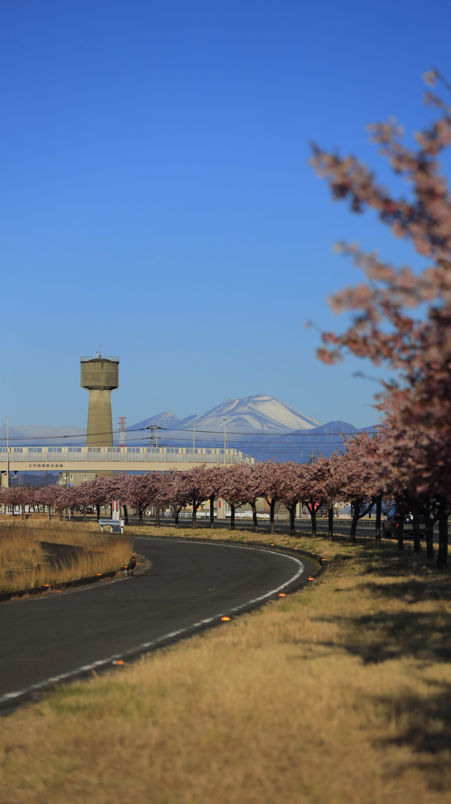 玉村町の河津桜並木で、カーブする桜並木と遠くに見える浅間山を組み合わせて撮影した風景。