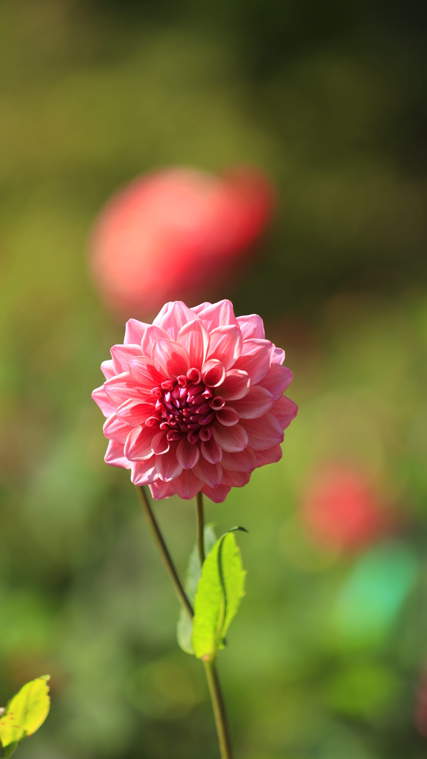 日光花いちもんめのダリア園で、正面から捉えた、整った花びらと淡いピンク色が美しい可憐なダリア