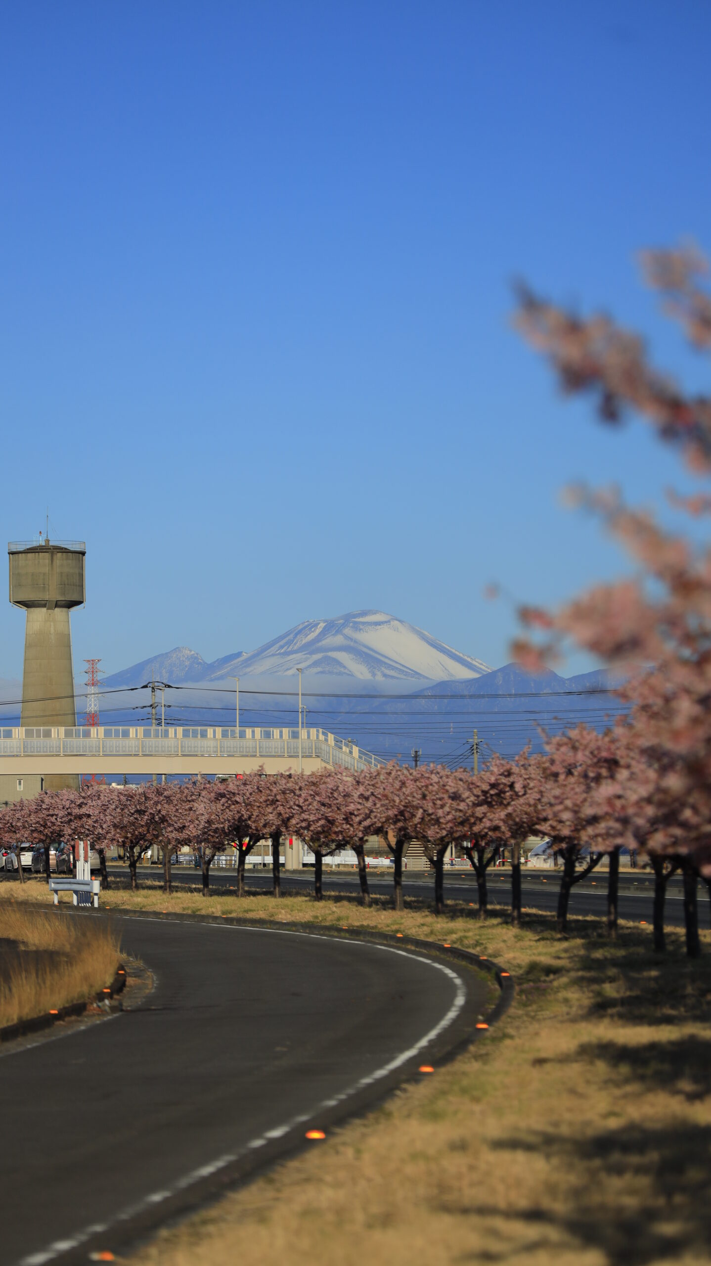 玉村町の河津桜並木で、遠くの浅間山と葉桜になりかけた桜並木を撮影した春の景色。