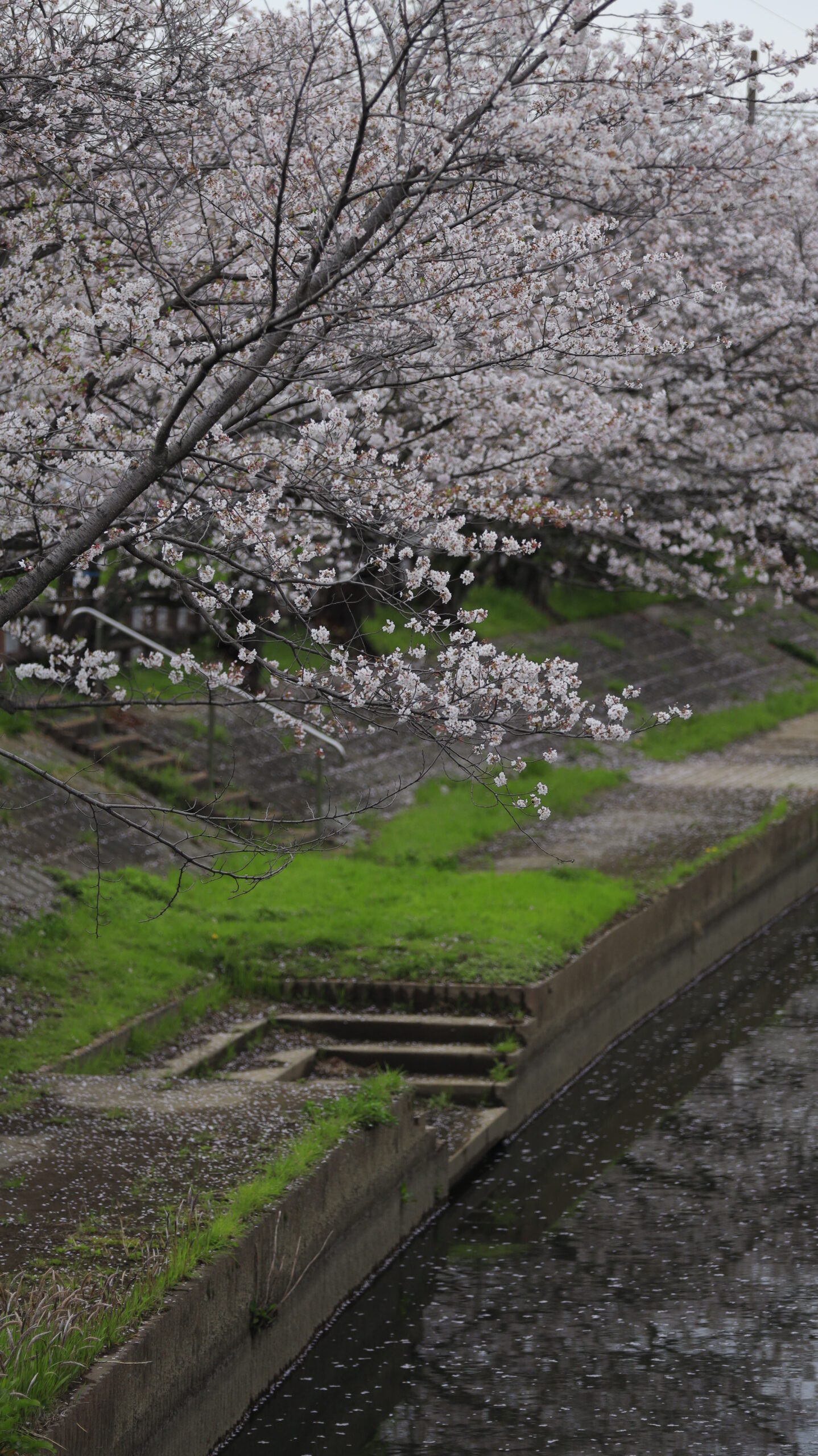 元荒川(熊谷)で橋の上から桜と土手を俯瞰した、広がりのある春景色