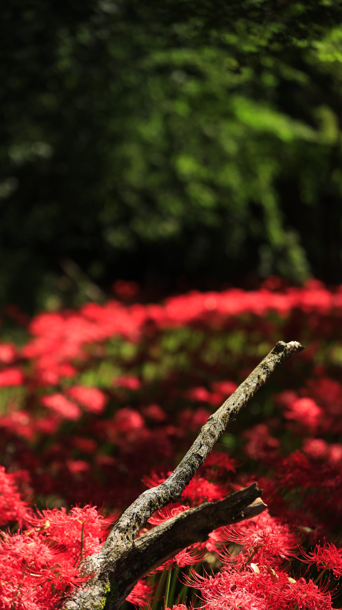 A fallen branch against a backdrop of red spider lilies at Yagihara Red Spider Lily Village