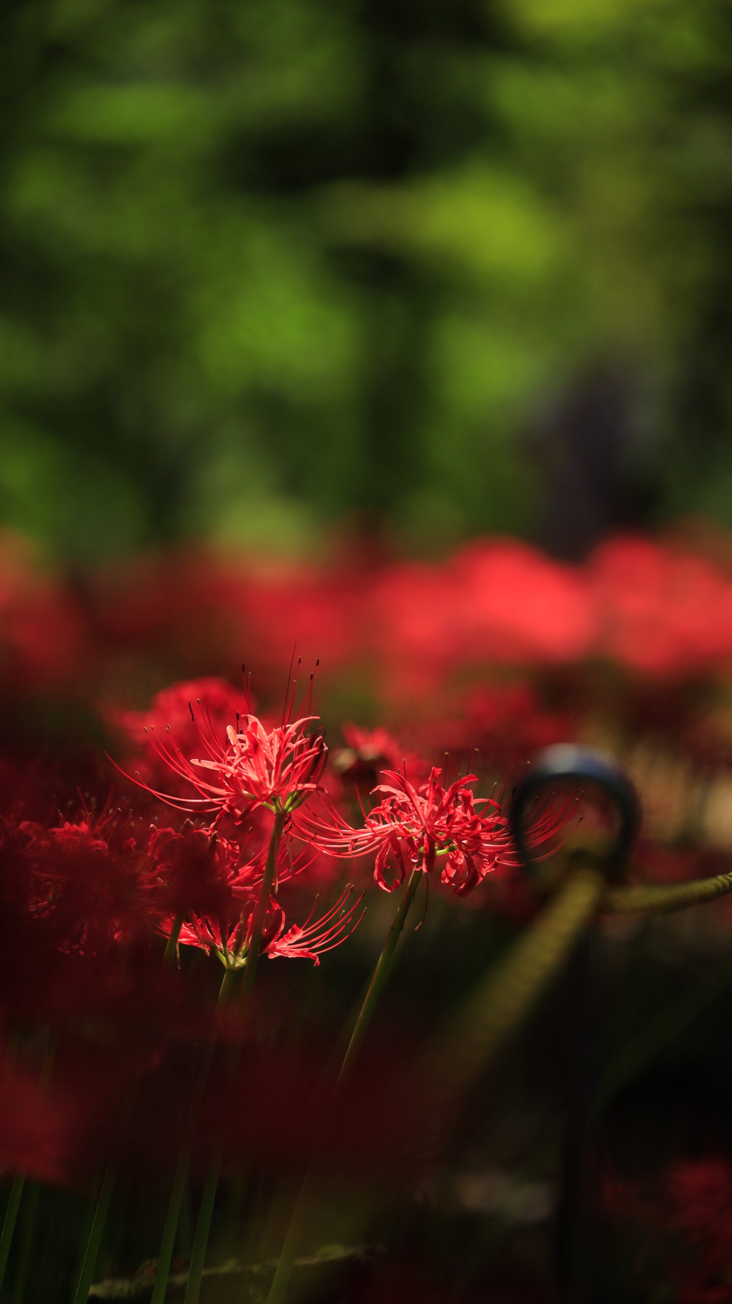 Red spider lilies blooming across the rope fence at Yagihara Red Spider Lily Village