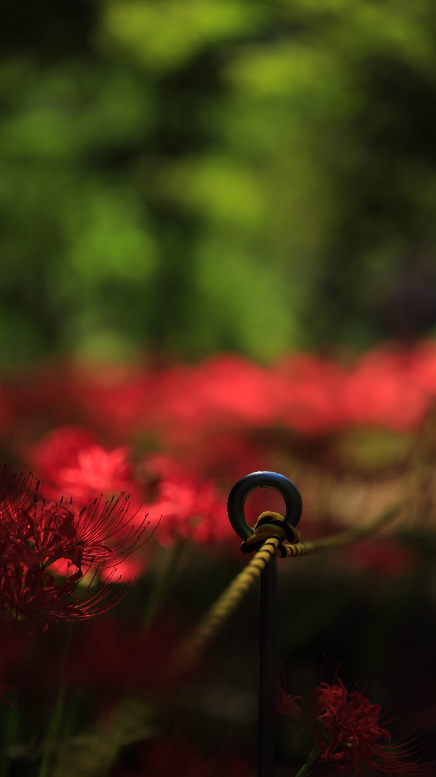A red spider lily photographed with the focus set on the rope at Yagihara Red Spider Lily Village