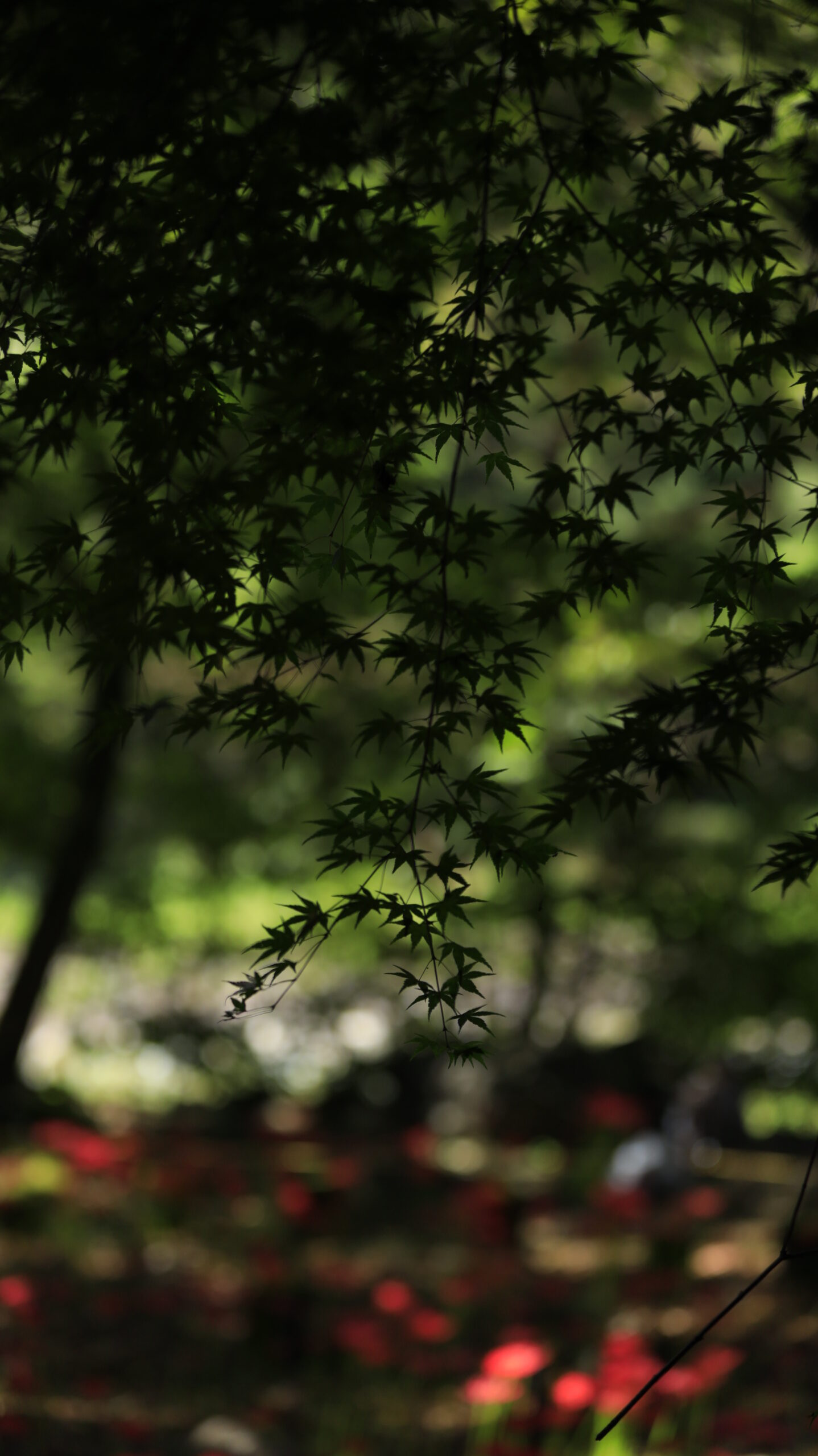 Green Maple Leaves and Red Red Spider Lilies at Yagihara Red Spider Lily Village
