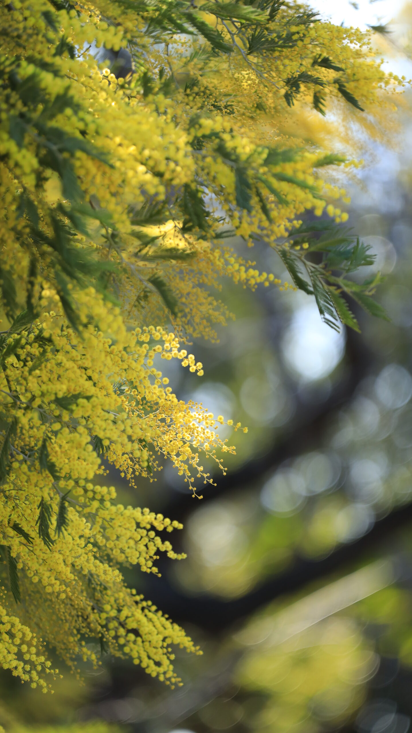 入船公園で、ミモザの花が流れるように咲く様子を撮影。リズム感のある構図を意識。