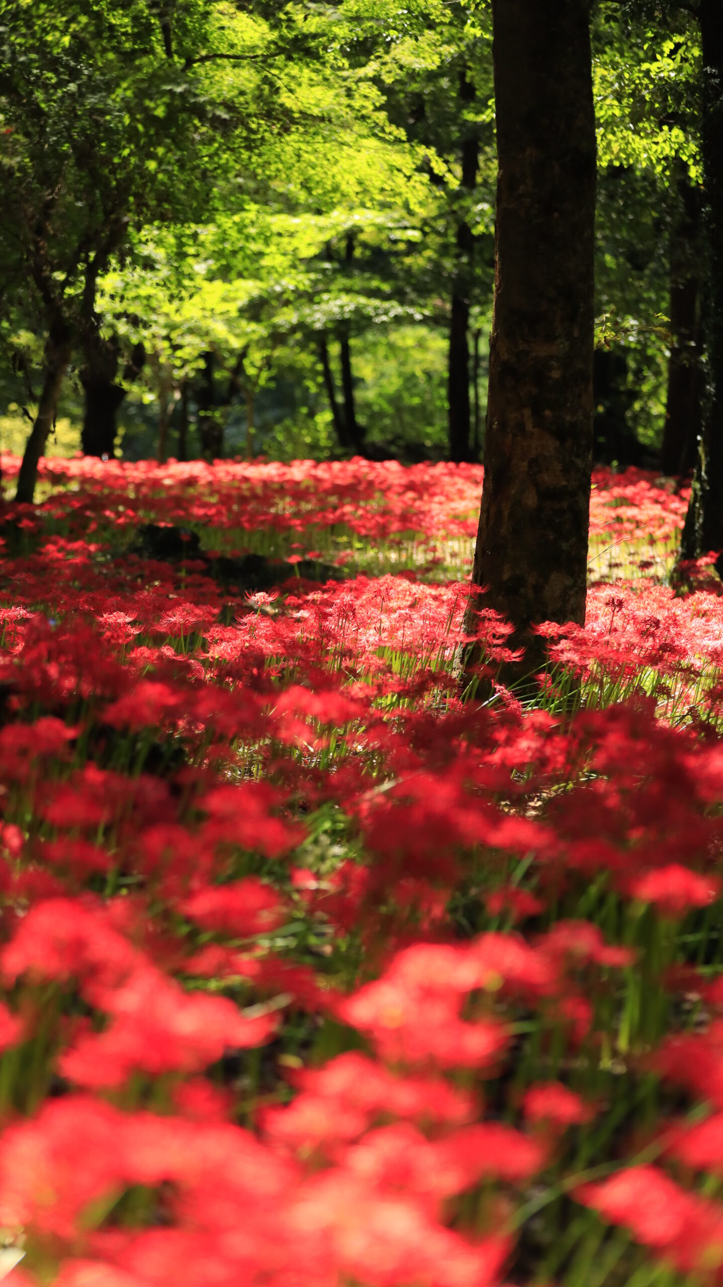 A cluster of red spider lilies bathed in sunlight at Yagihara Red Spider Lily Village