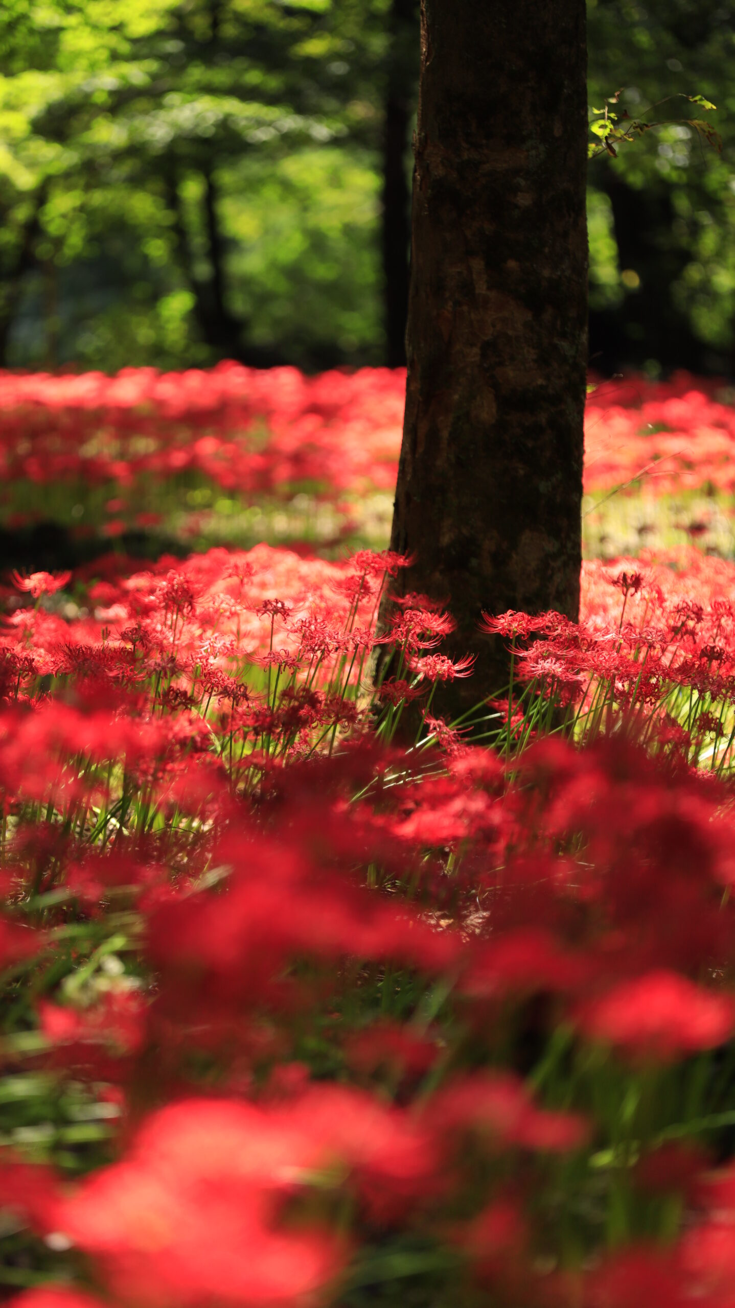A cluster of red spider lilies viewed from a low angle at Yagihara Red Spider Lily Village