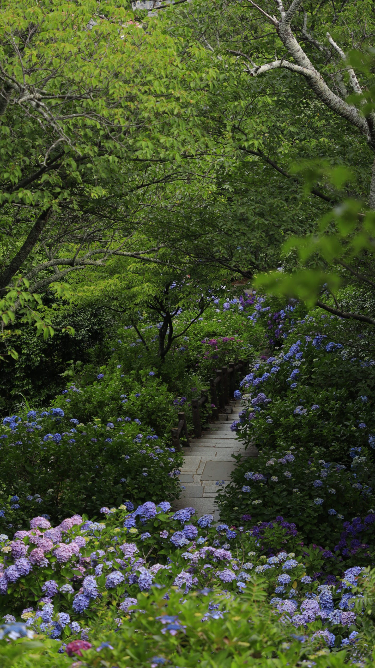 下田公園(あじさい祭り)の山の上から見下ろした紫陽花に囲まれる通路