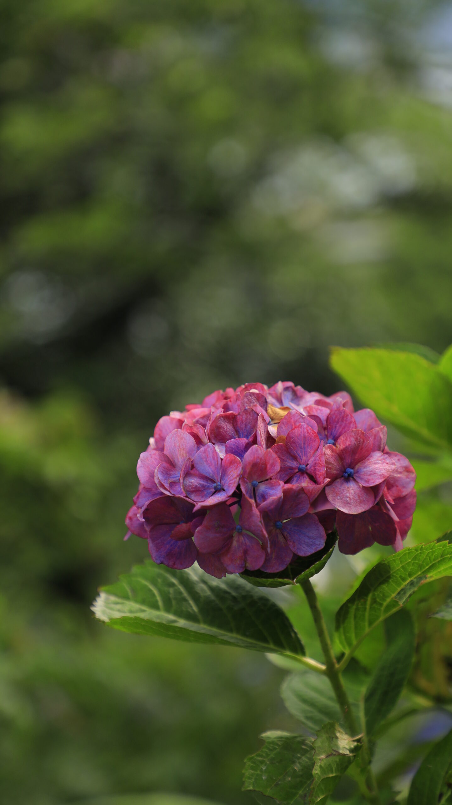 下田公園(あじさい祭り)の光が少ない中でしっとり咲く赤紫の紫陽花