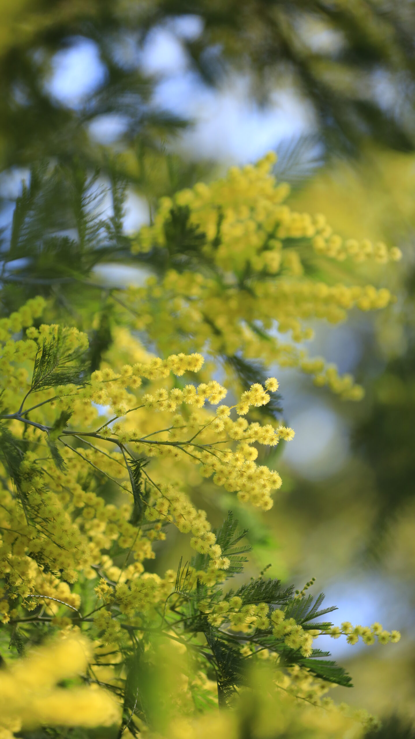 入船公園で、ふわふわしたミモザが太陽の光に当たり明るくなる瞬間を撮影。春の温もりを感じる一枚。