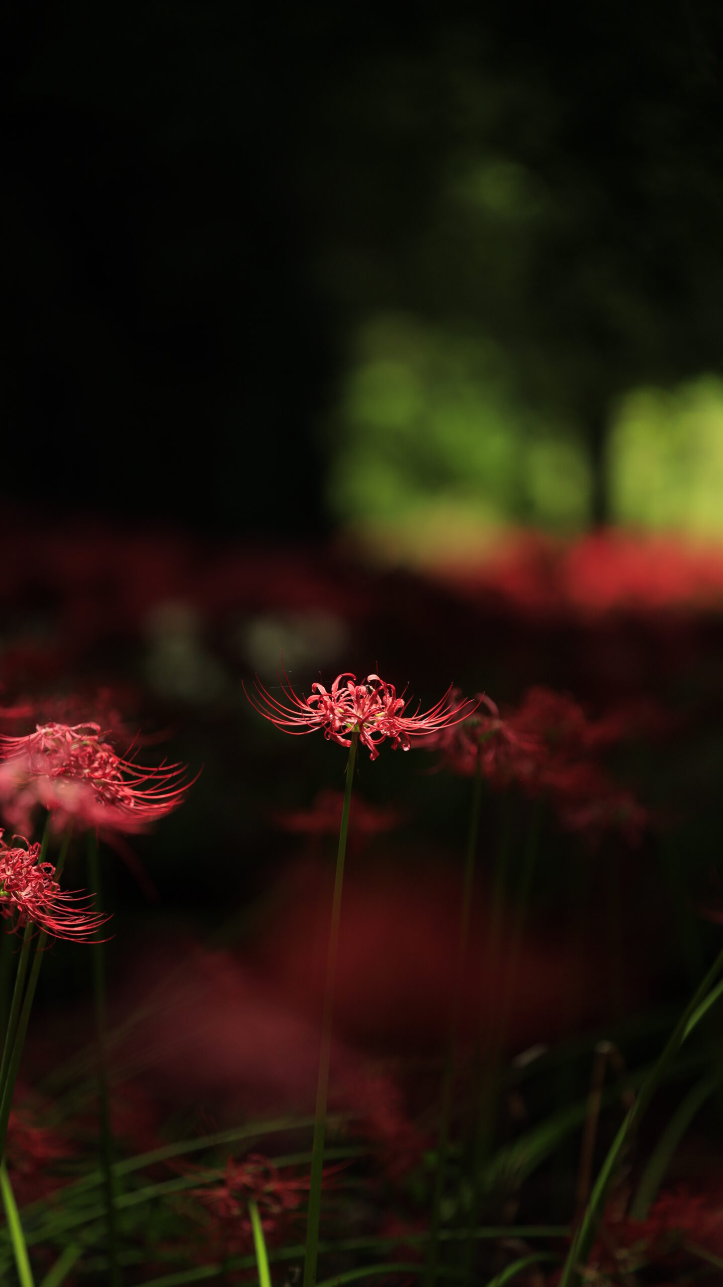 Red spider lilies floating in the shadows of Yagihara Red Spider Lily Village