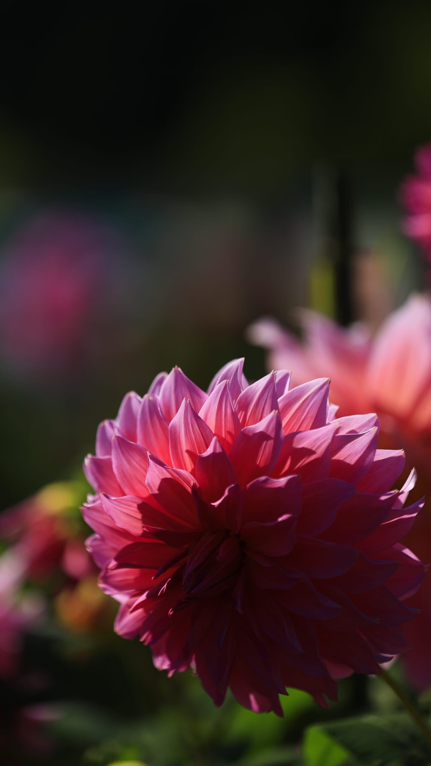 日光花いちもんめのダリア園で、中心が影になり周囲の花びらに光が差し込む、陰影の美しいダリア