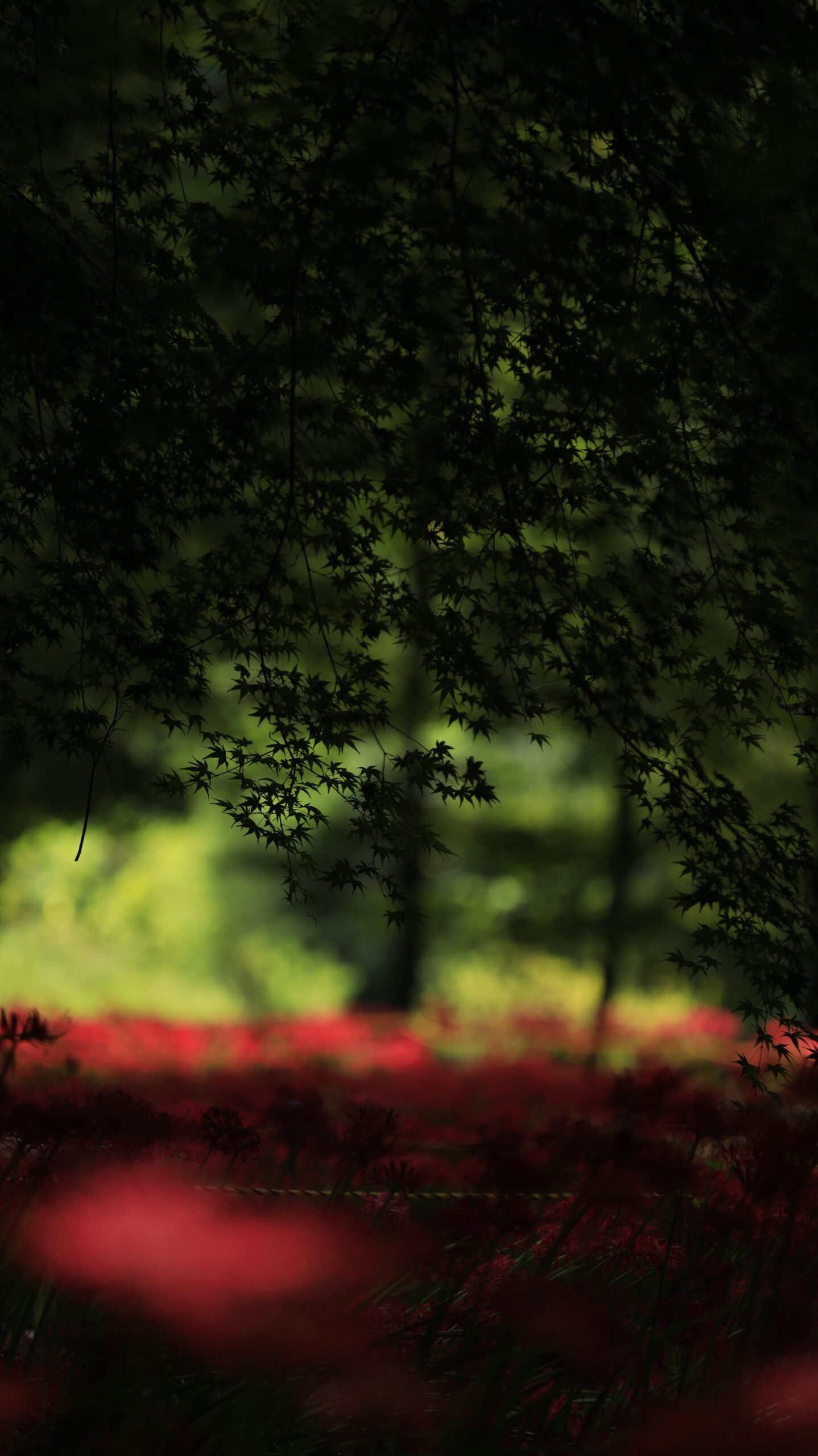 Green Maple Leaves and Red Spider Lilies at Yagihara Red Spider Lily Village