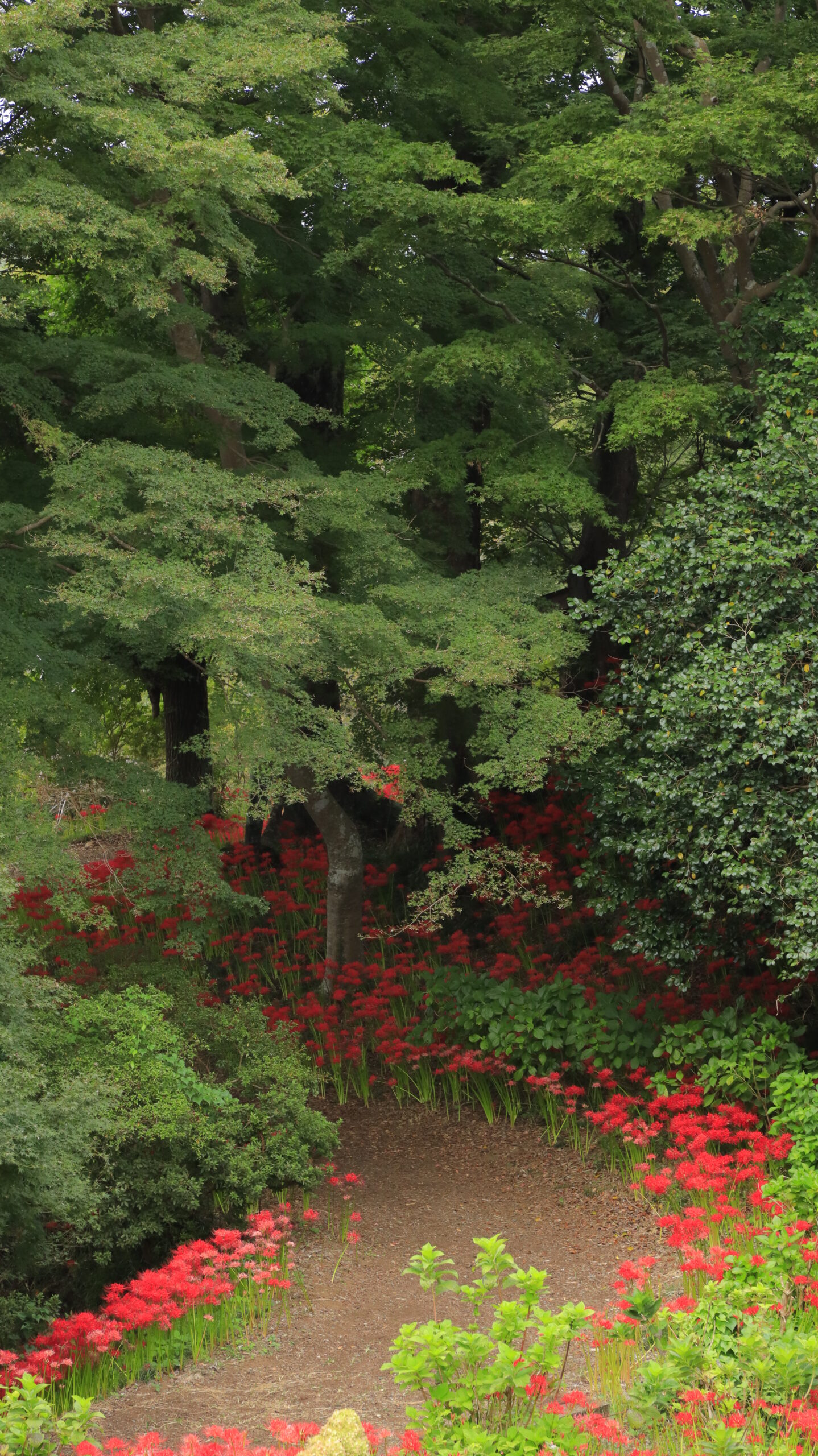 栃木県茂木町・城山公園で、小路沿いに並ぶ彼岸花の咲き姿を撮影した写真