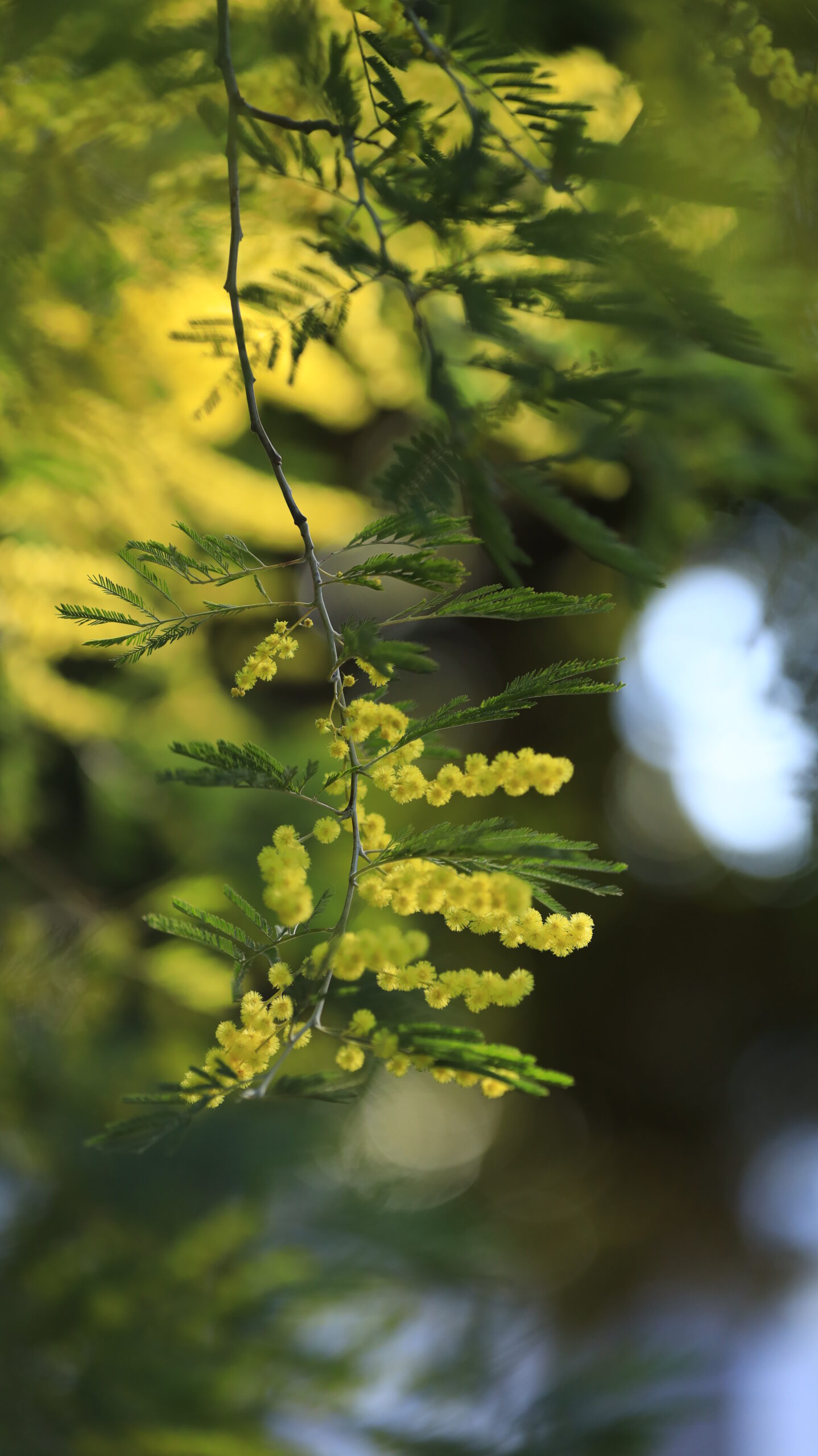 入船公園で、ミモザの花が綺麗に咲き誇る様子を撮影。春の訪れを感じる風景。