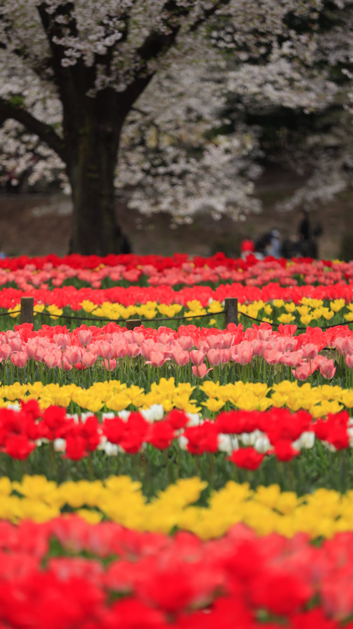 深谷グリーンパークで桜を背景にカラフルなチューリップ畑を捉えた華やかな春景色