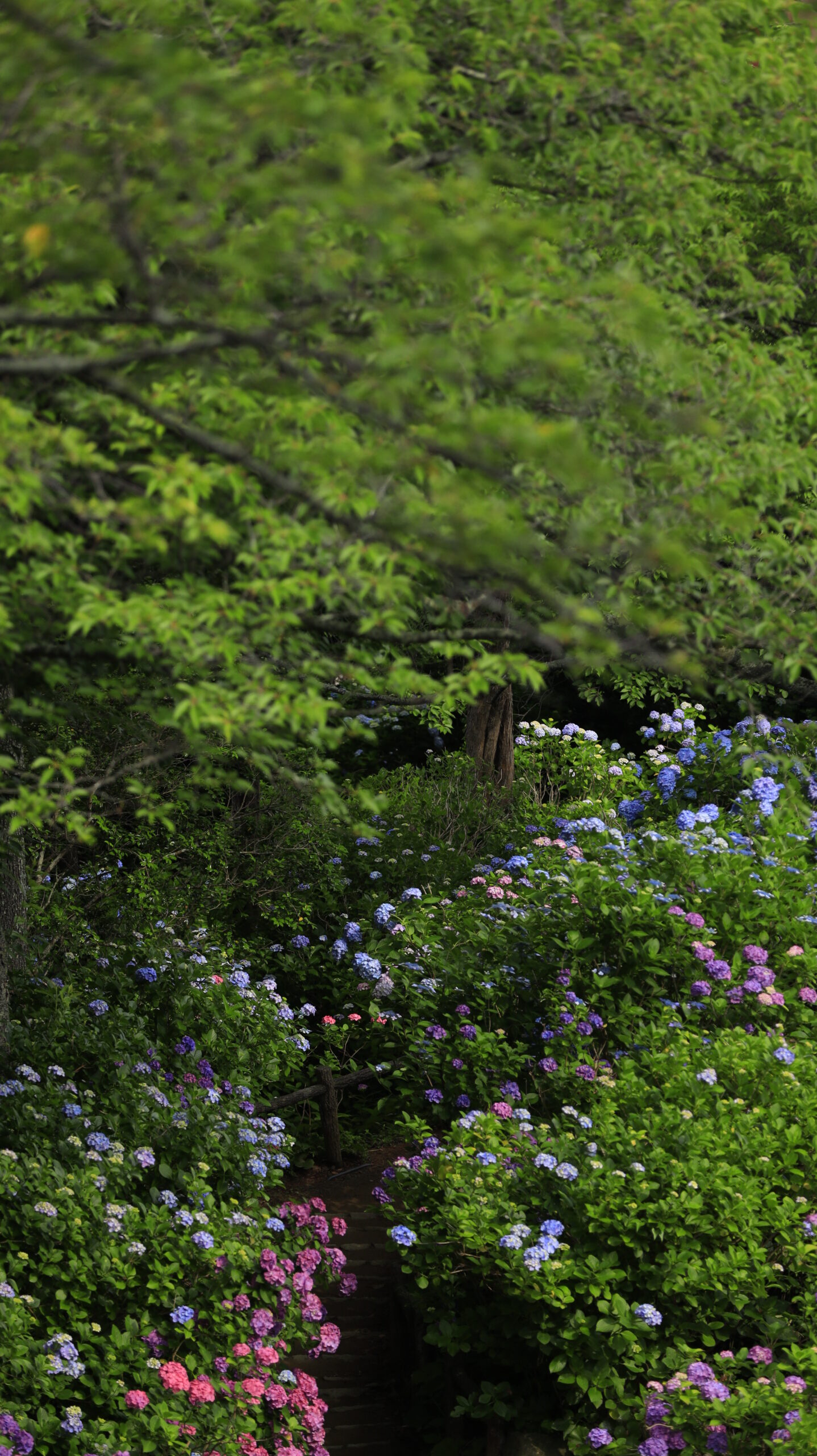 下田公園(あじさい祭り)の少し高い位置から見下ろす紫陽花と木々の景色