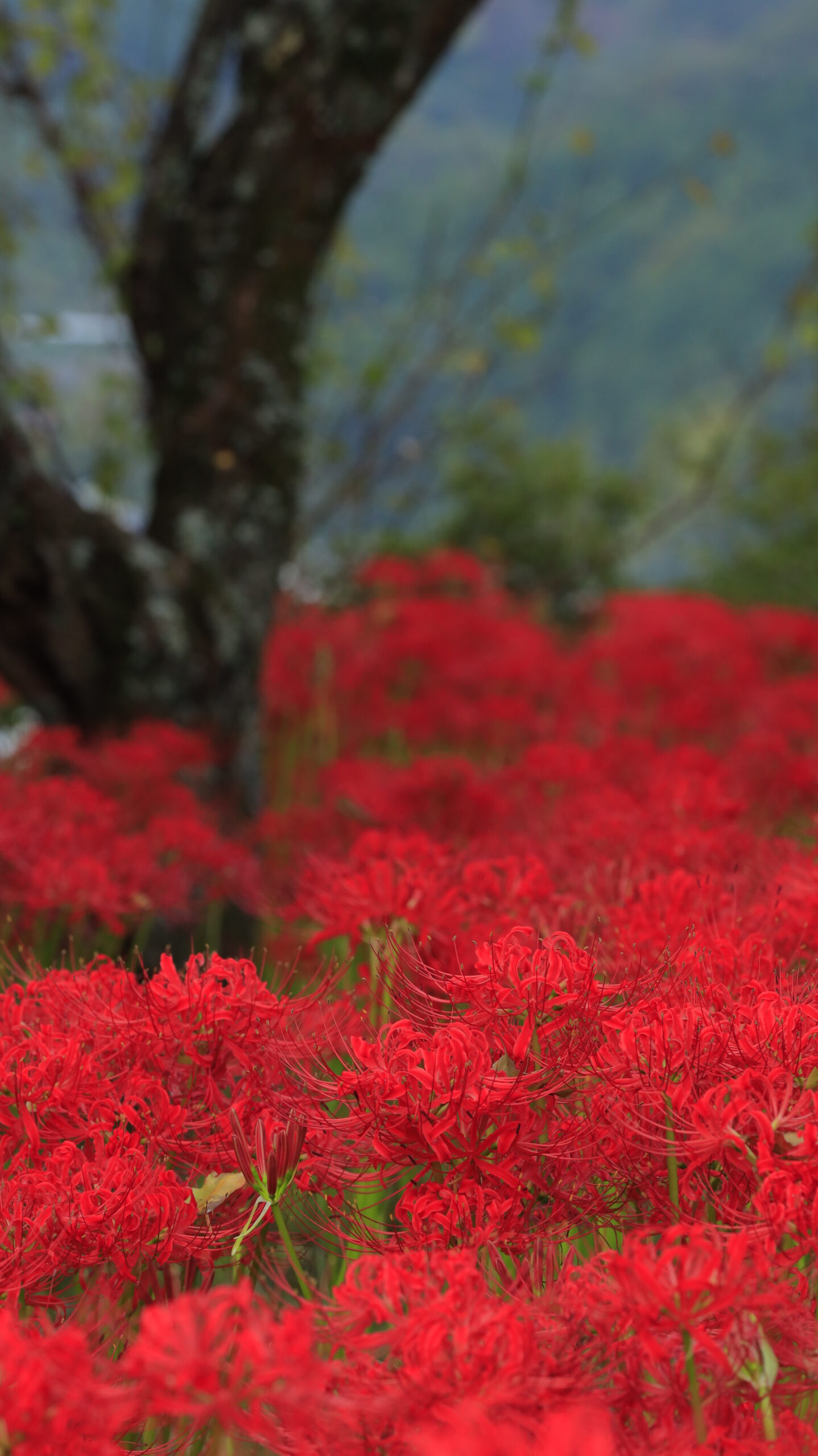 栃木県茂木町・城山公園で、朝の光に照らされて咲く密集した曼殊沙華を収めた写真