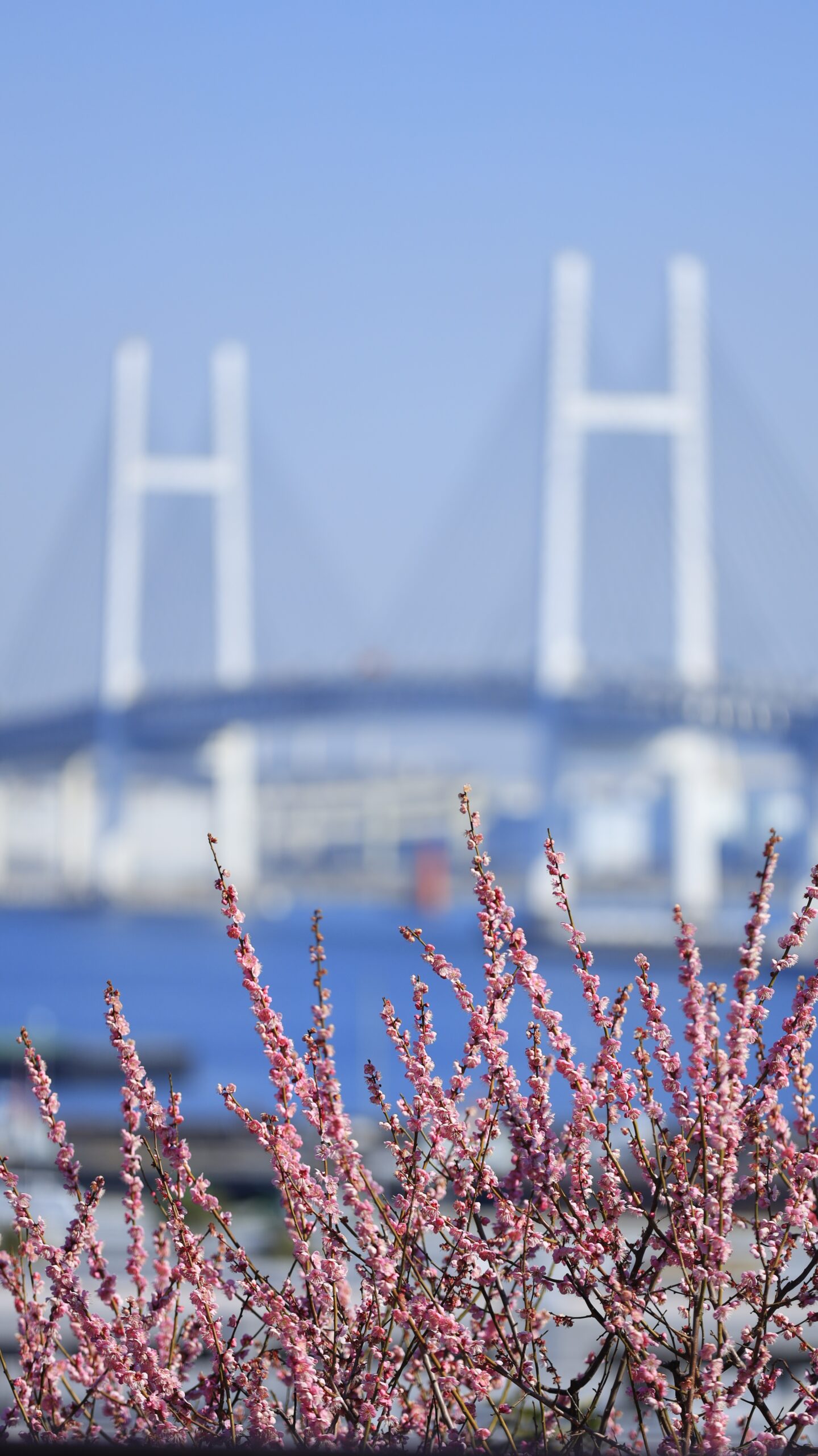 港の見える丘公園で、綺麗な梅の花と遠くに見えるベイブリッジを撮影。横浜らしい景色と春の花を組み合わせ。
