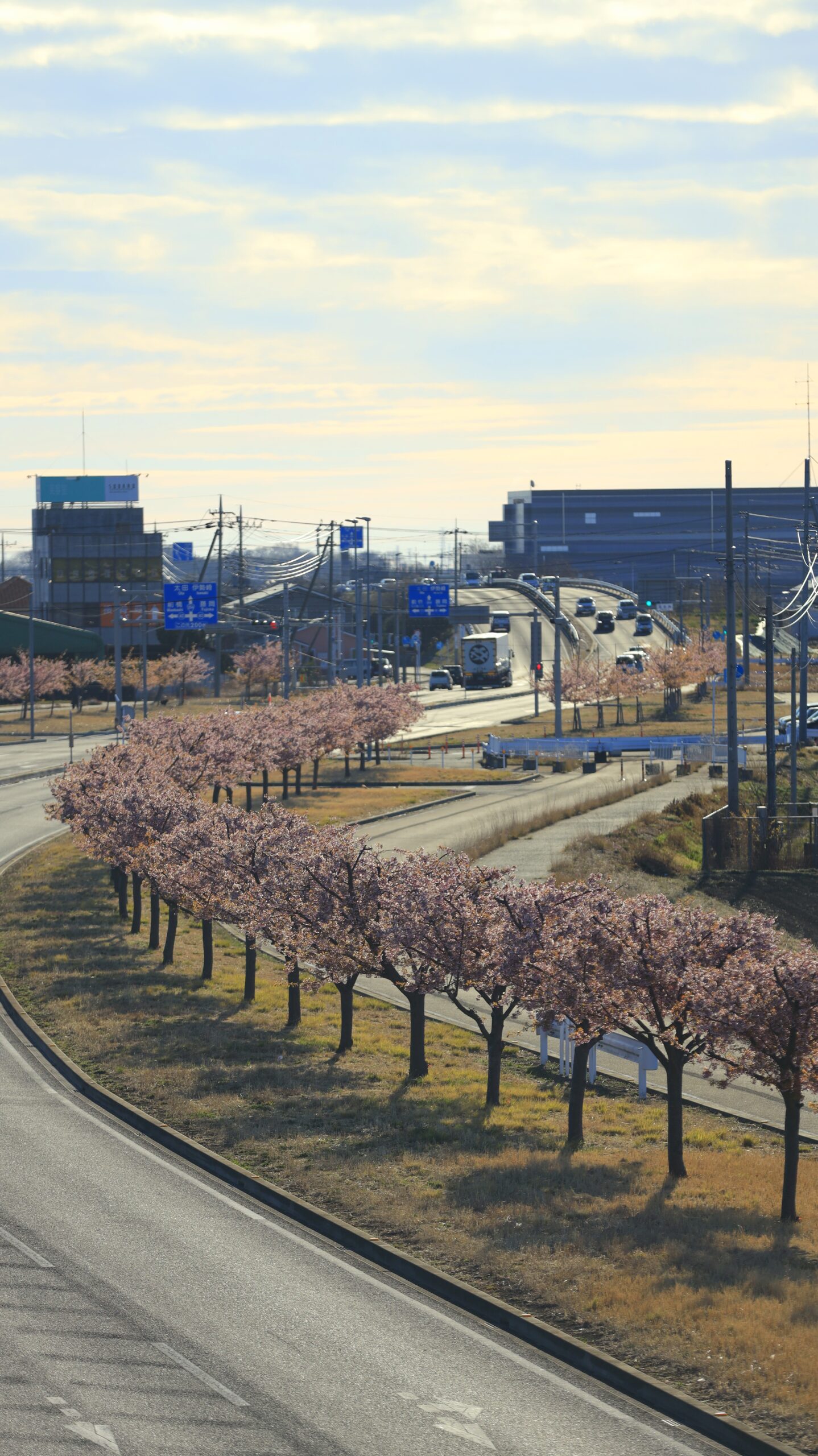 玉村町の河津桜並木で、早朝の国道沿いの桜並木のカーブを意識して撮影した風景。