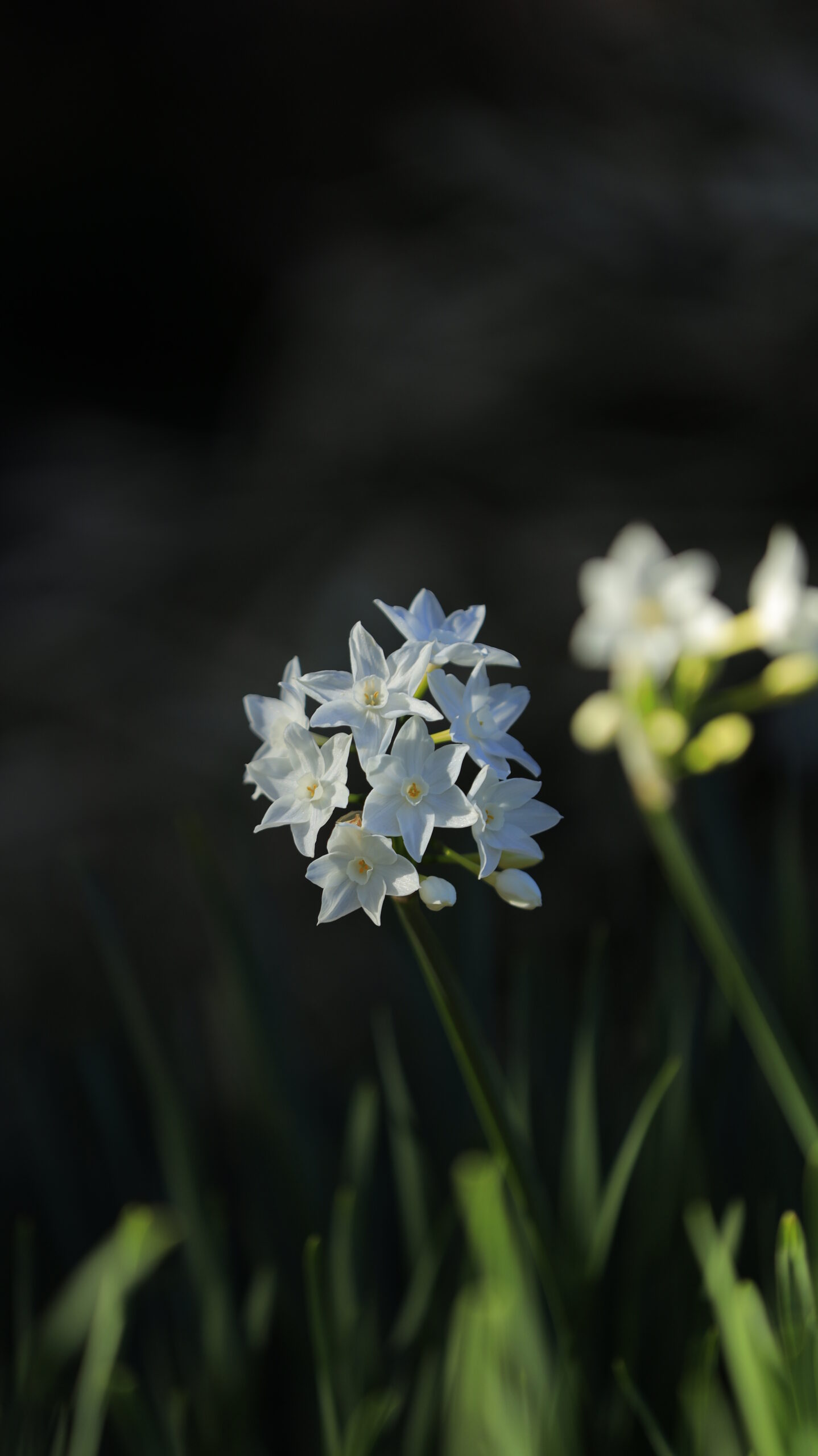 新宿御苑で、暗がりの中にわずかに光が差し込むペーパーホワイト水仙を印象的に撮影した写真です。