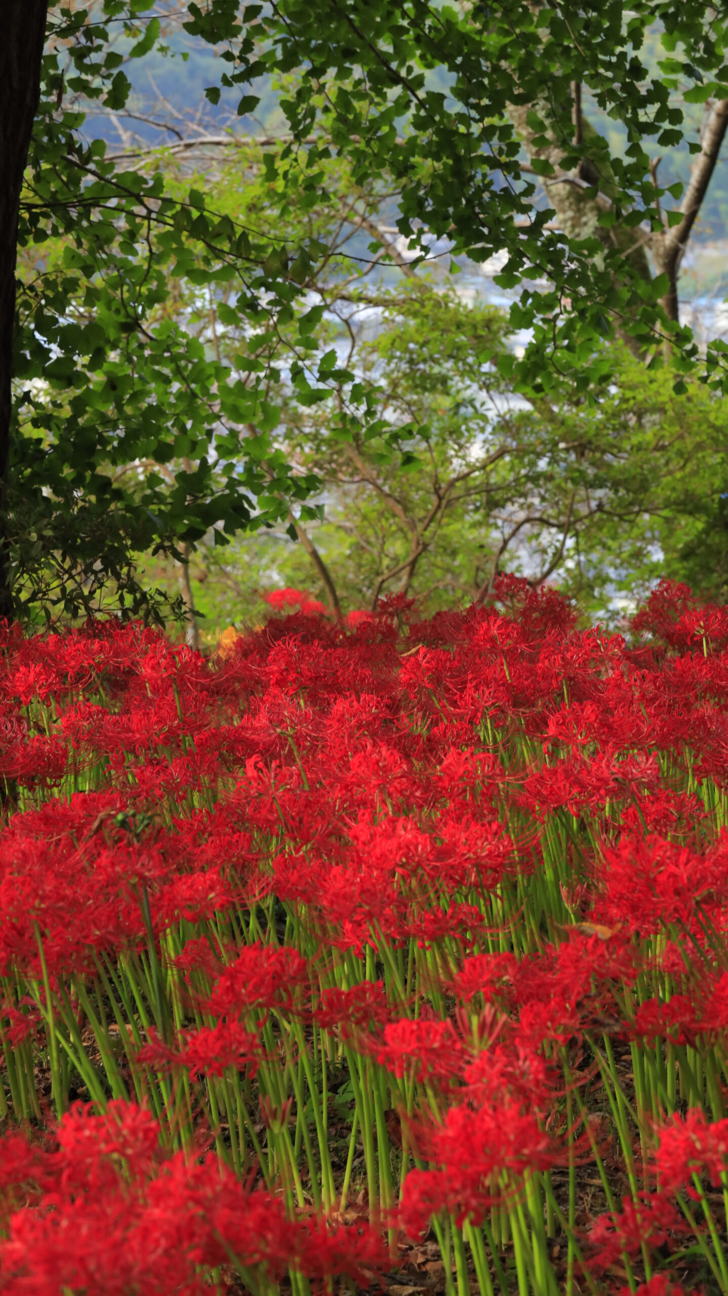 栃木県茂木町・城山公園で、光が差し込む瞬間の彼岸花と緑の草木を撮影した写真