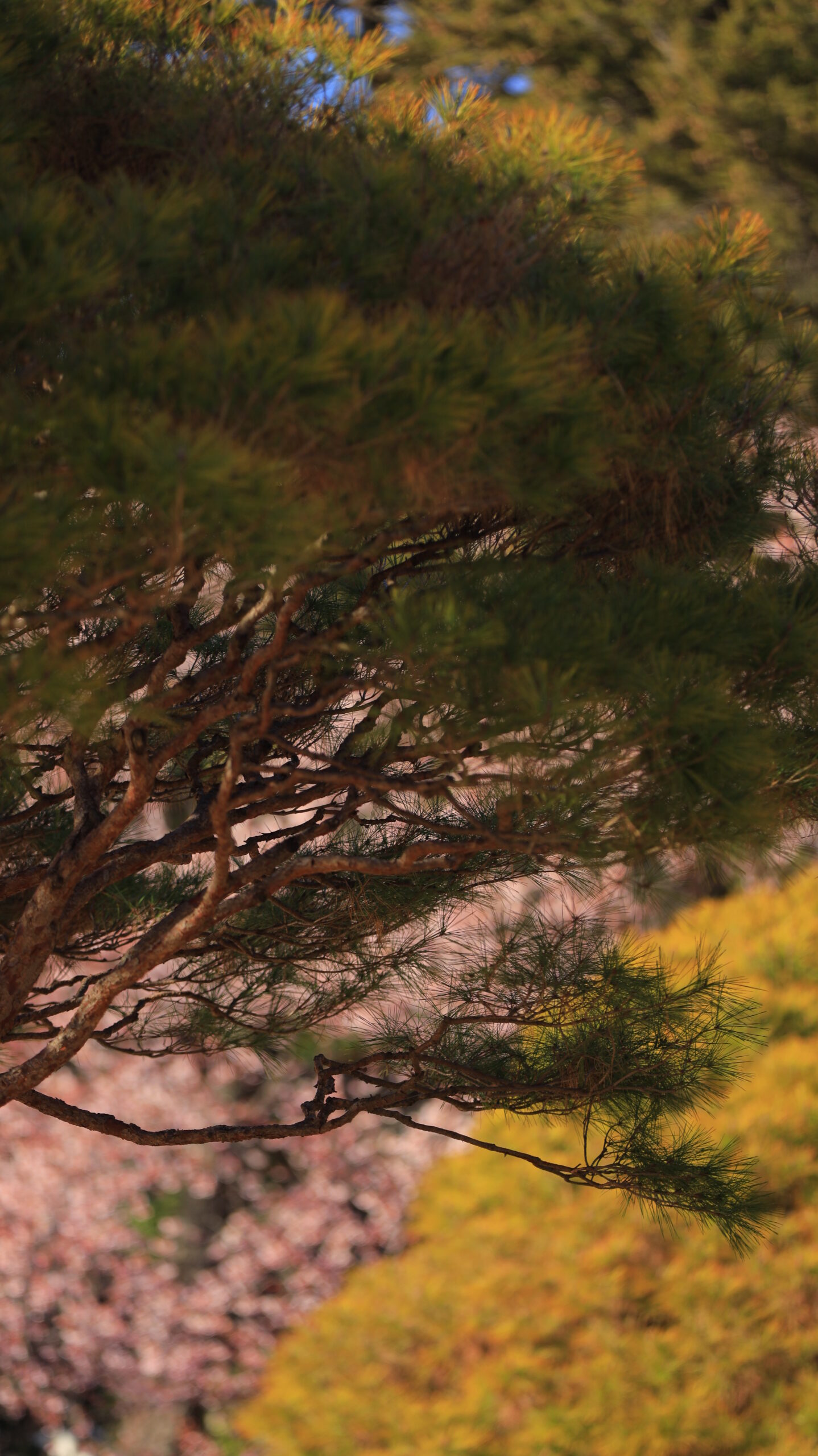 新宿御苑で、松の木を主役にし桜を背景として組み合わせた構図で撮影した写真です。