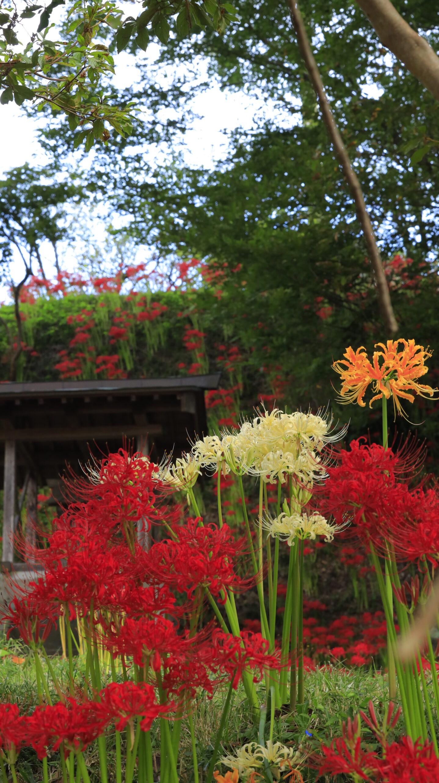 栃木県茂木町・城山公園で、赤・白・橙色の彼岸花と奥行きある風景を撮影した写真