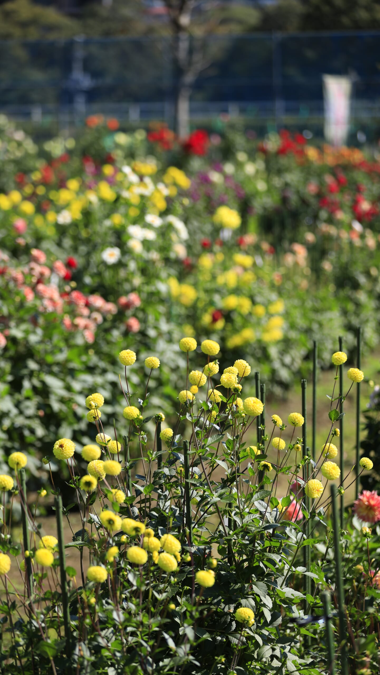 日光花いちもんめのダリア園で、明るい黄色のダリアが仲良く咲き並ぶ、可愛らしく華やかな秋の花々
