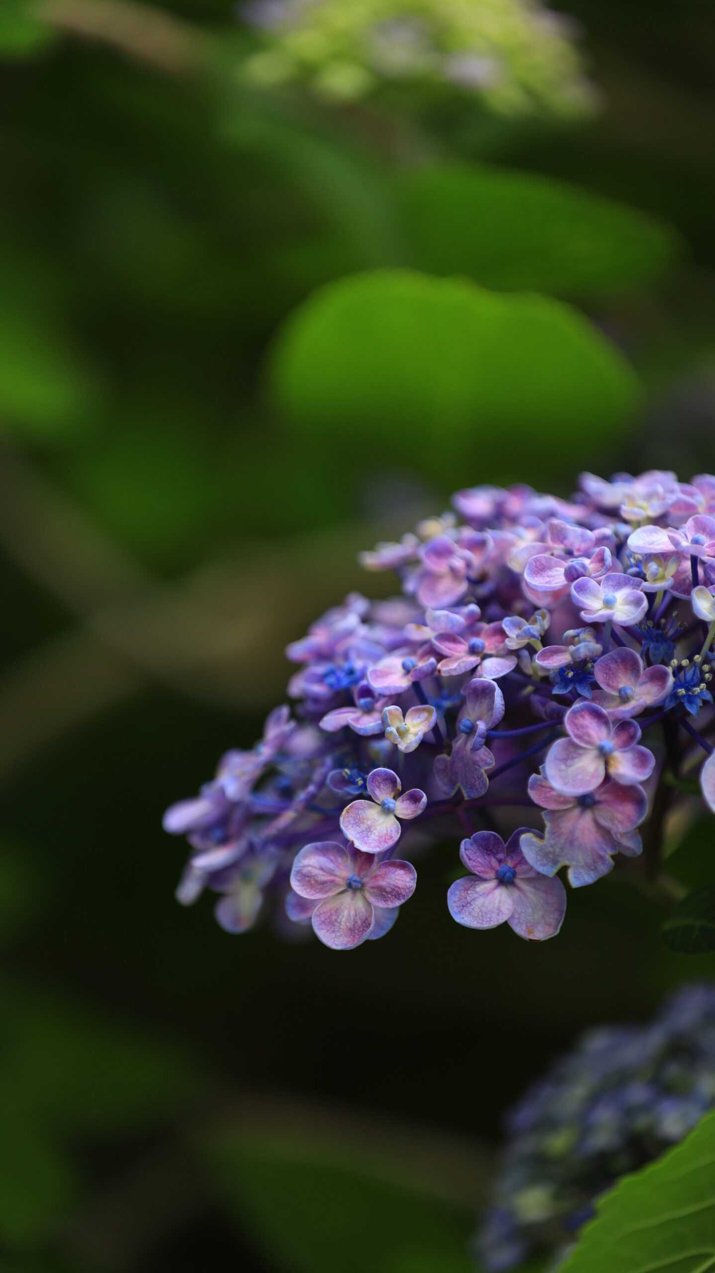 下田公園(あじさい祭り)の花びらがくるっとした咲き始めの紫陽花